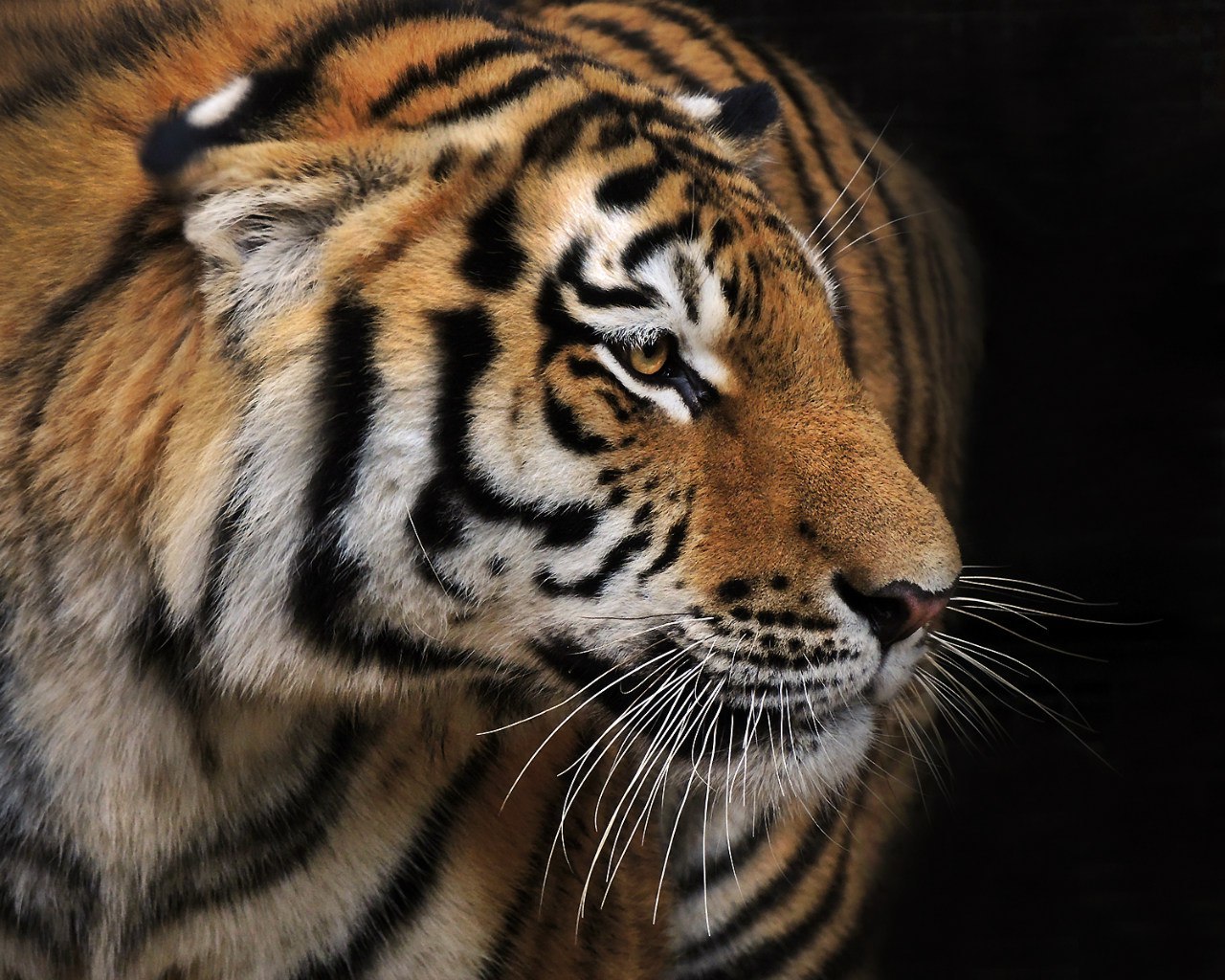 Amur tigers: when cubs suffer - My, Tiger, Animals, Wild animals, Longpost, Life stories, cat