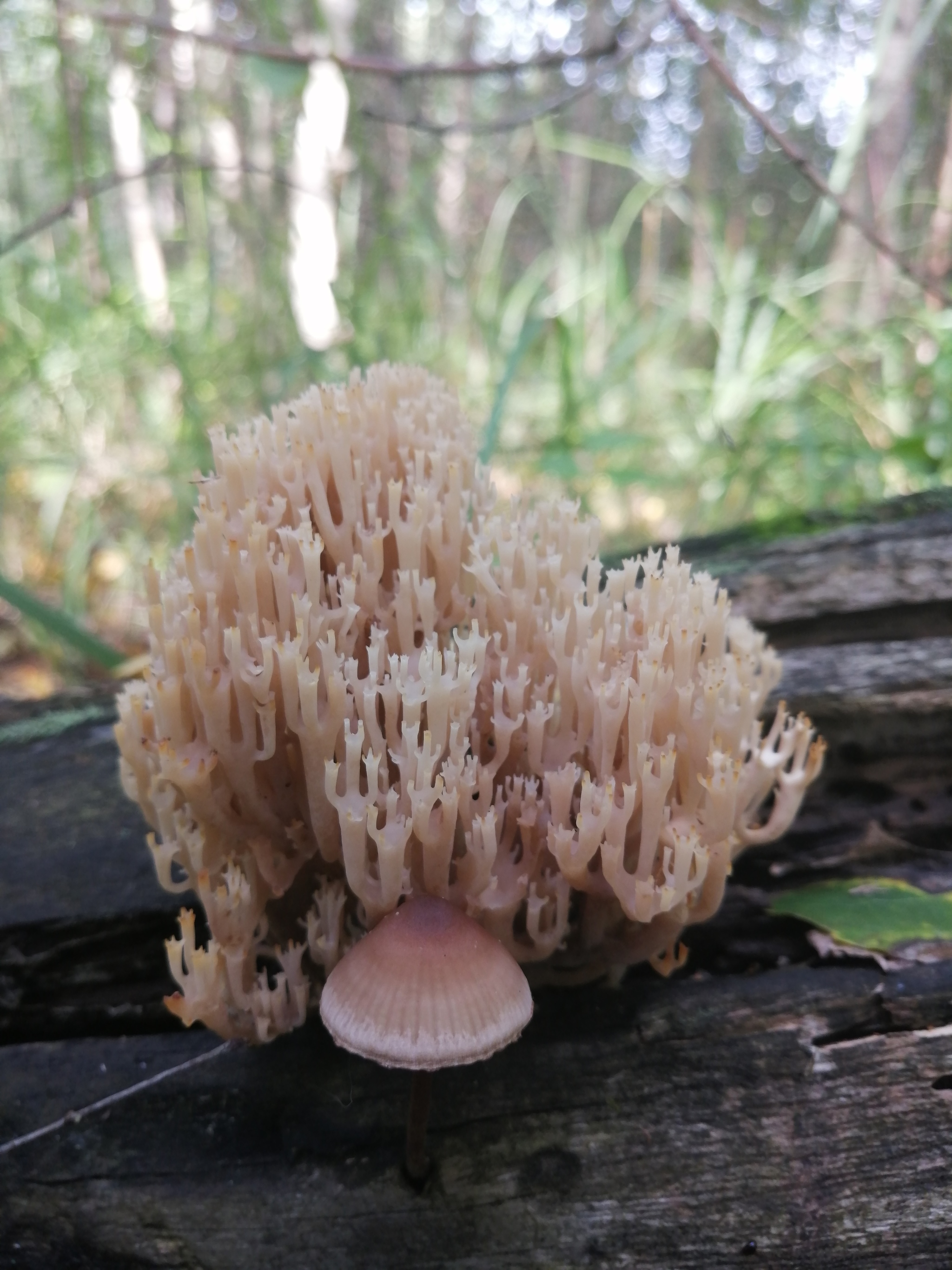 Mushroom by day, coral by night - My, Mushrooms, Mobile photography, I share, Longpost