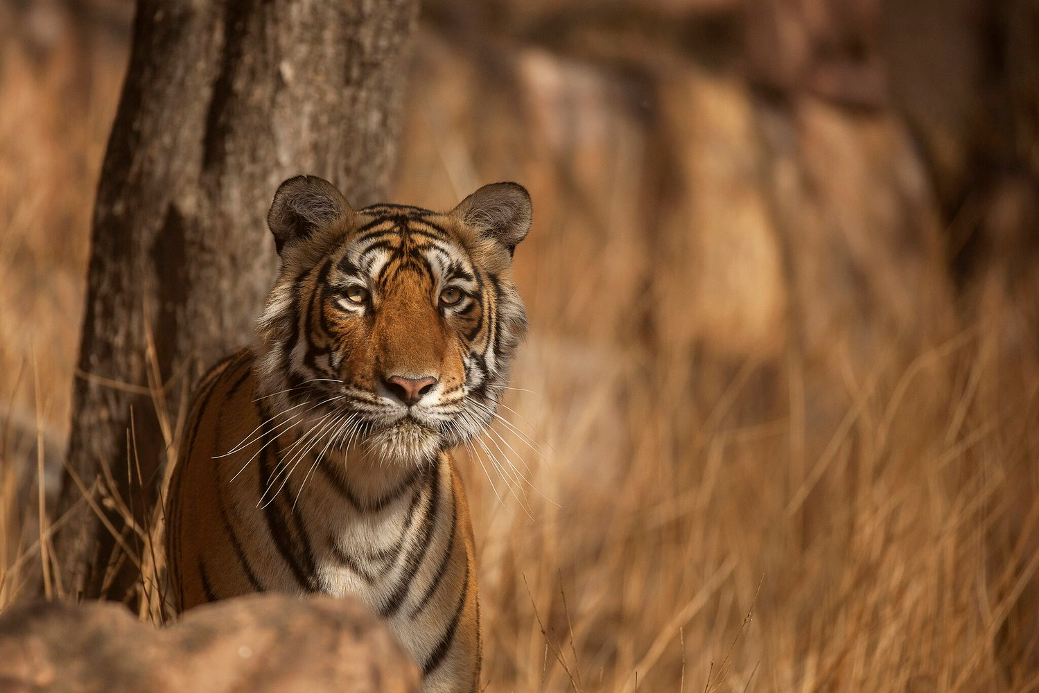 Striped news: the tiger population around the world is growing! - Tiger, Big cats, Population, The national geographic