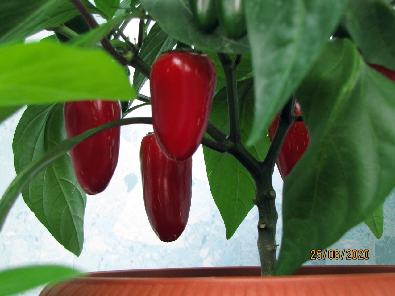 Coconut hydroponics. Hot peppers. Season 2020. No. 5. FINISH! - My, Pepper, Hot peppers, Pepper farming, Vegetable garden on the windowsill, Longpost