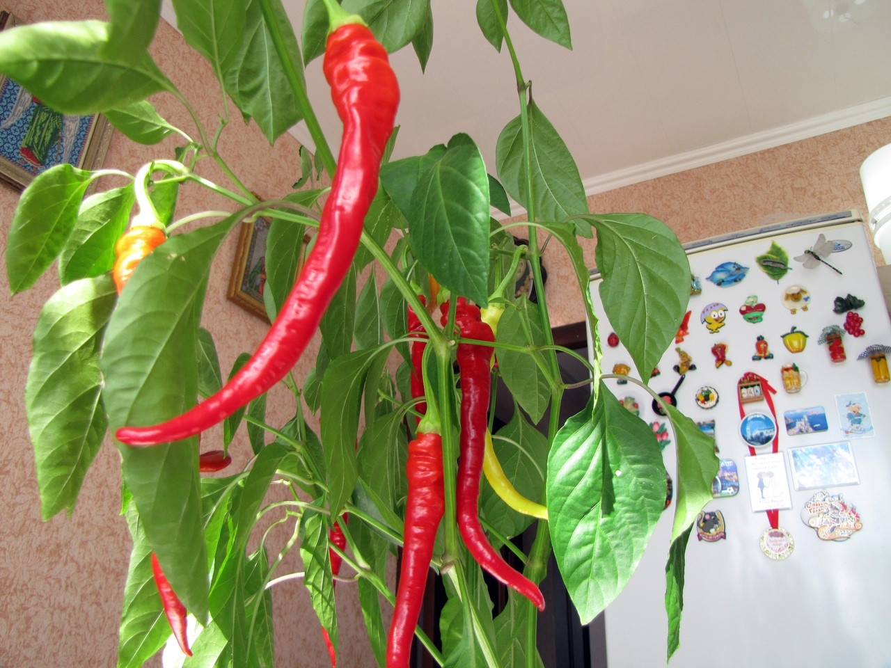 Coconut hydroponics. Hot peppers. Season 2020. No. 5. FINISH! - My, Pepper, Hot peppers, Pepper farming, Vegetable garden on the windowsill, Longpost