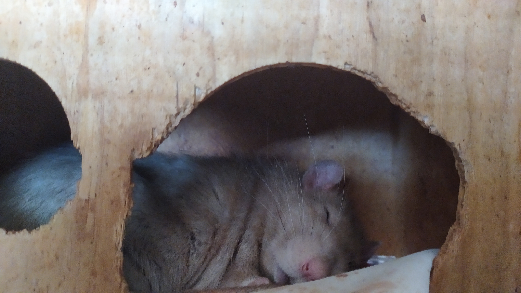 Rat everyday life #9 - My, Rat, Decorative rats, Animals, Milota, Longpost