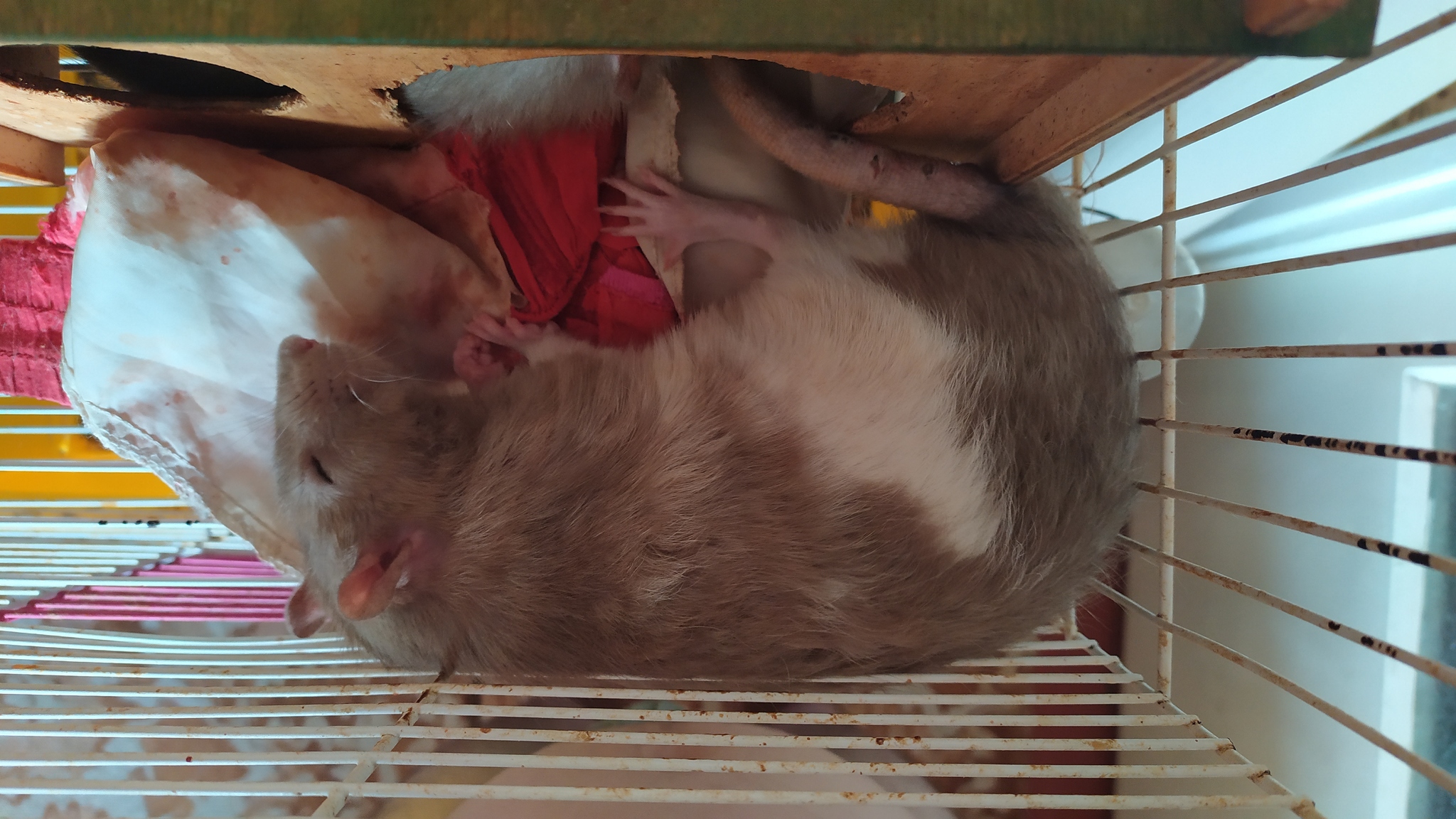 Rat everyday life #9 - My, Rat, Decorative rats, Animals, Milota, Longpost