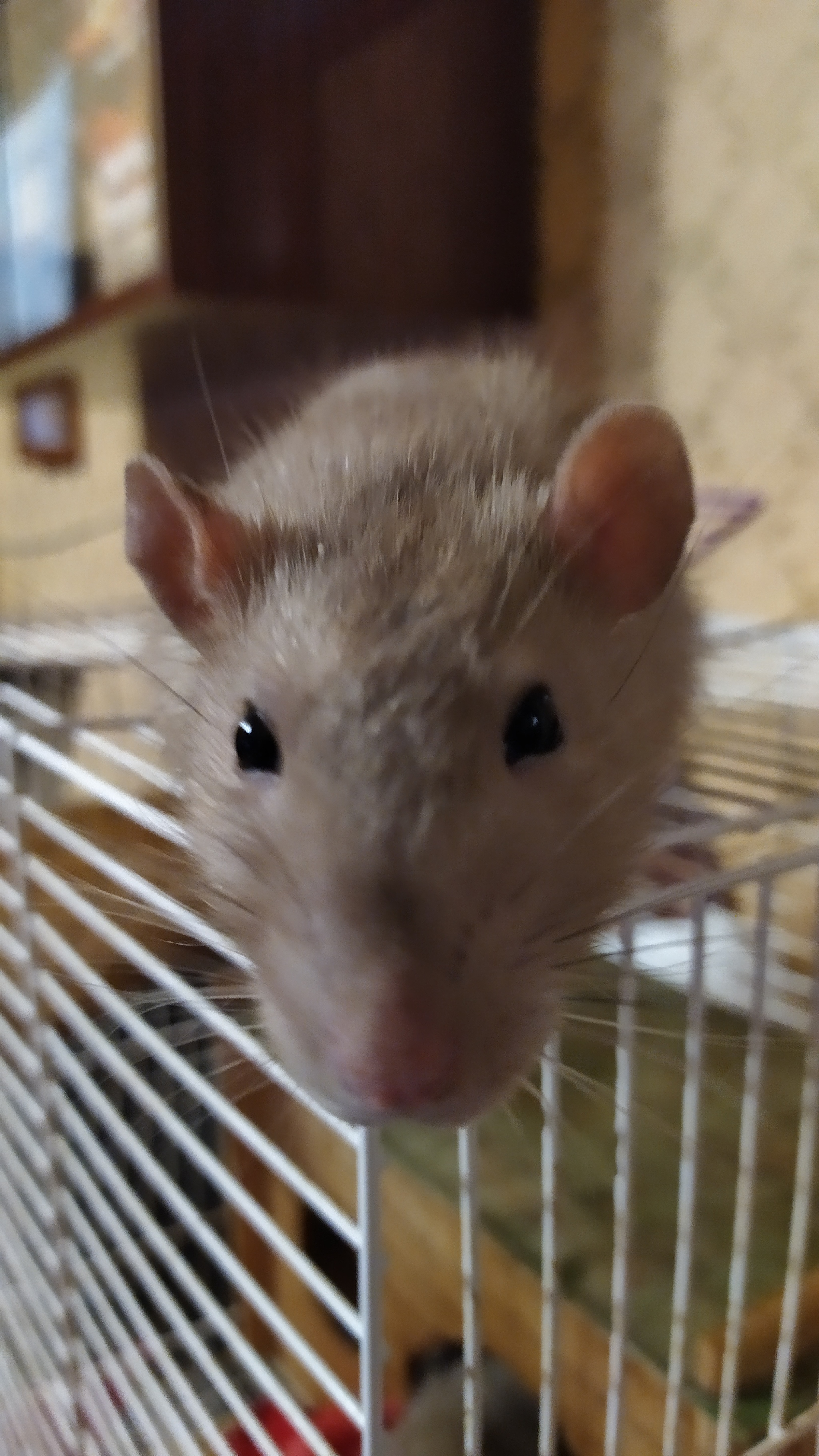 Rat everyday life #9 - My, Rat, Decorative rats, Animals, Milota, Longpost