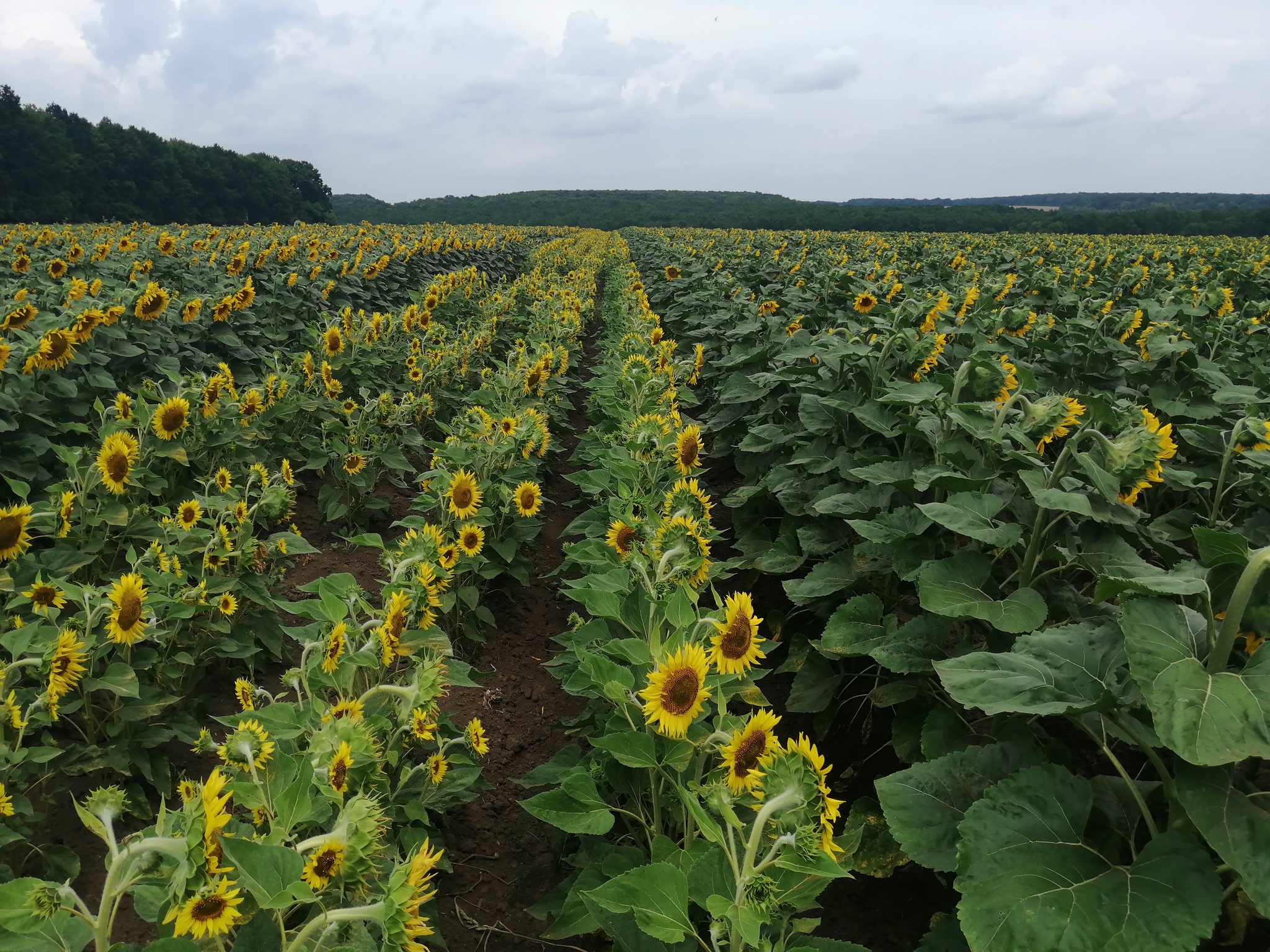 And again photos of your favorite sunflowers - My, Sunflower, Seed production, Hybrid, Progressive crop production, Longpost, The photo