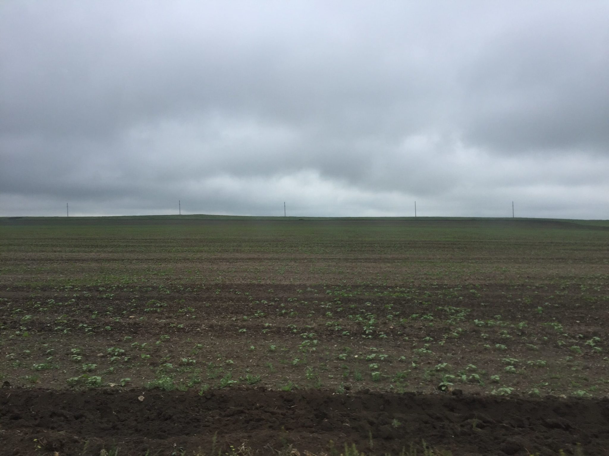 An agronomist's dream - My, Agronomy, Agronomist, Сельское хозяйство, Sunflower, Video, Longpost