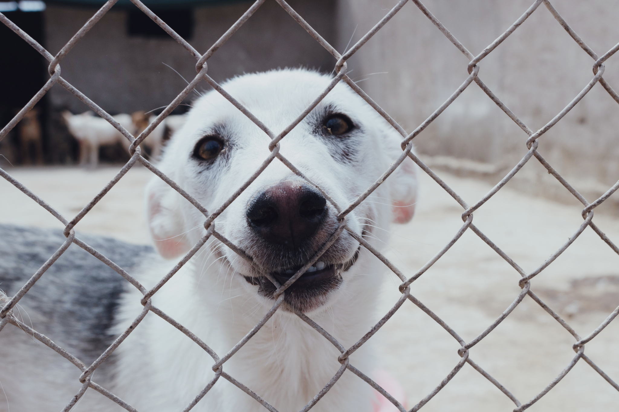 A day in the life of an animal shelter - Dog, Animal shelter, Volunteering, Charity, Volunteer stories, Longpost