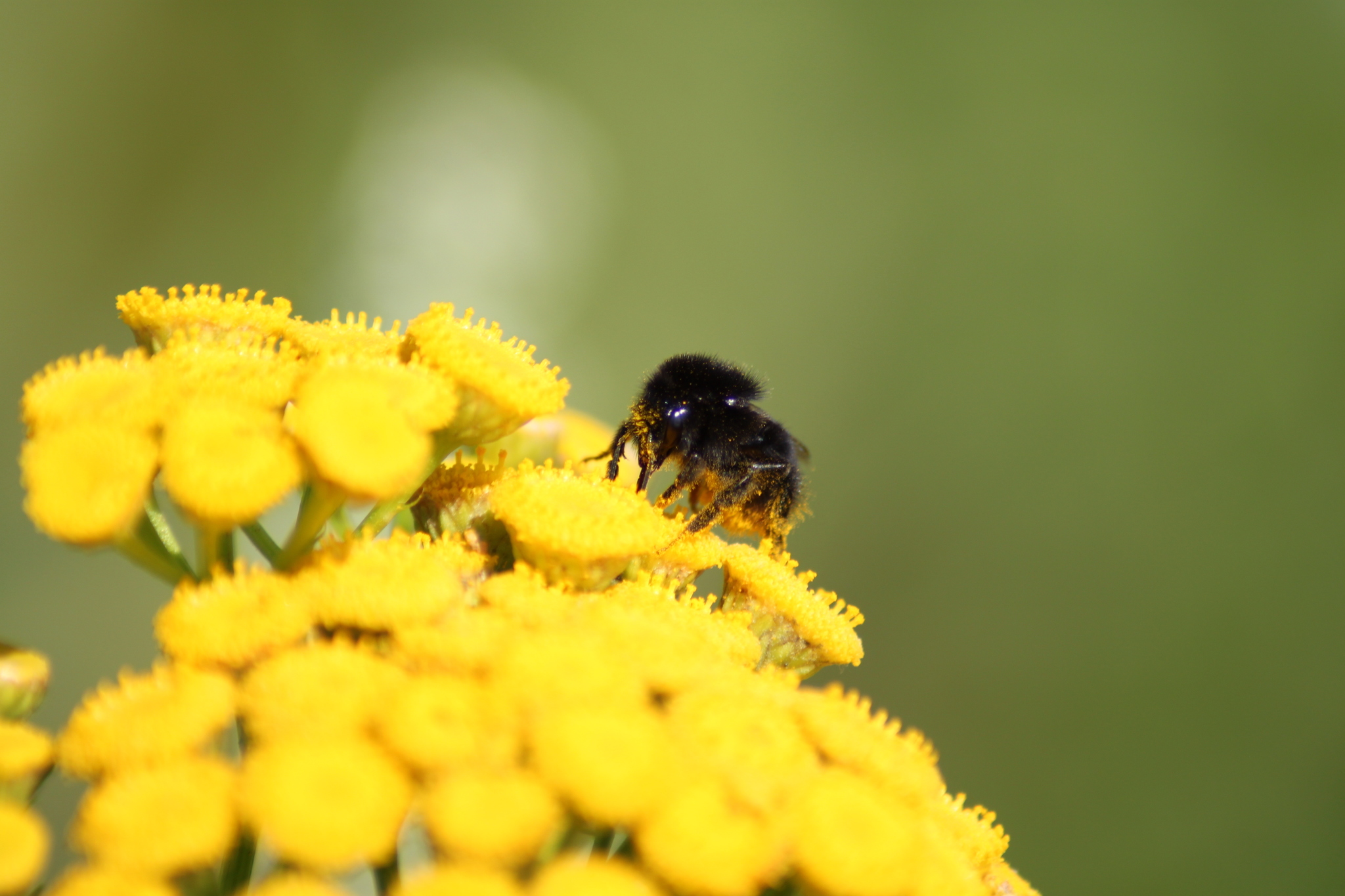 Goodbye July - My, The photo, Summer, Nature, Russia, Longpost