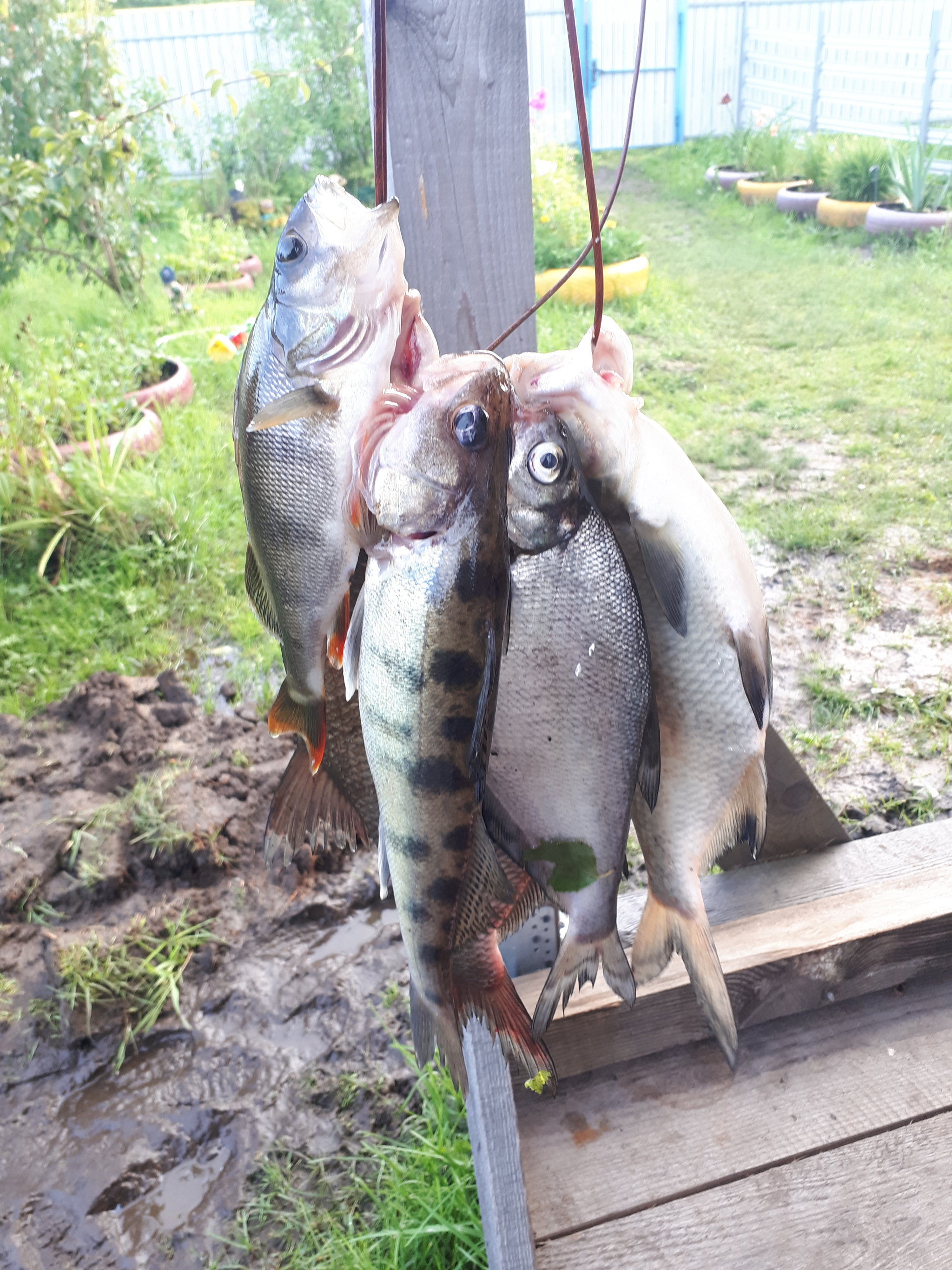 Not new, but still - My, Fishing, Dacha, Elastic, A fish, Donka, Longpost