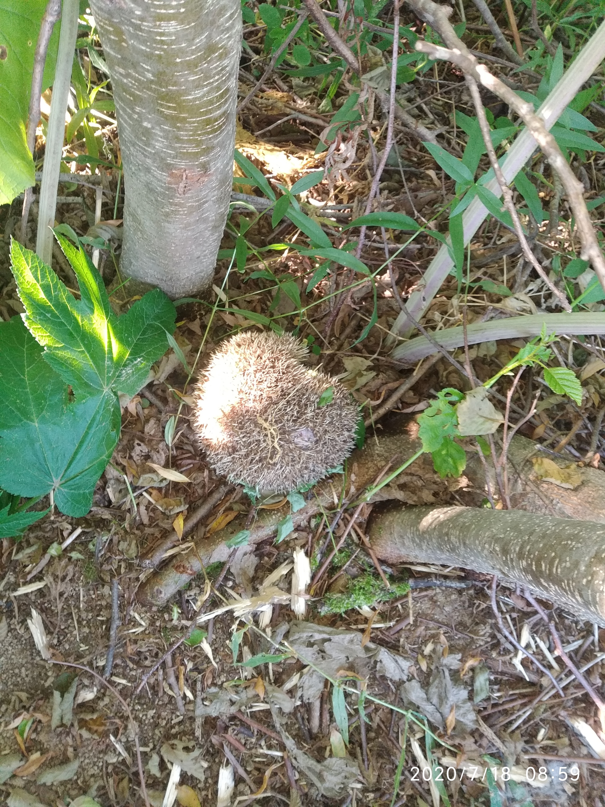 Hedgehog - My, Hedgehog, Milota, Longpost, Vertical video, Video