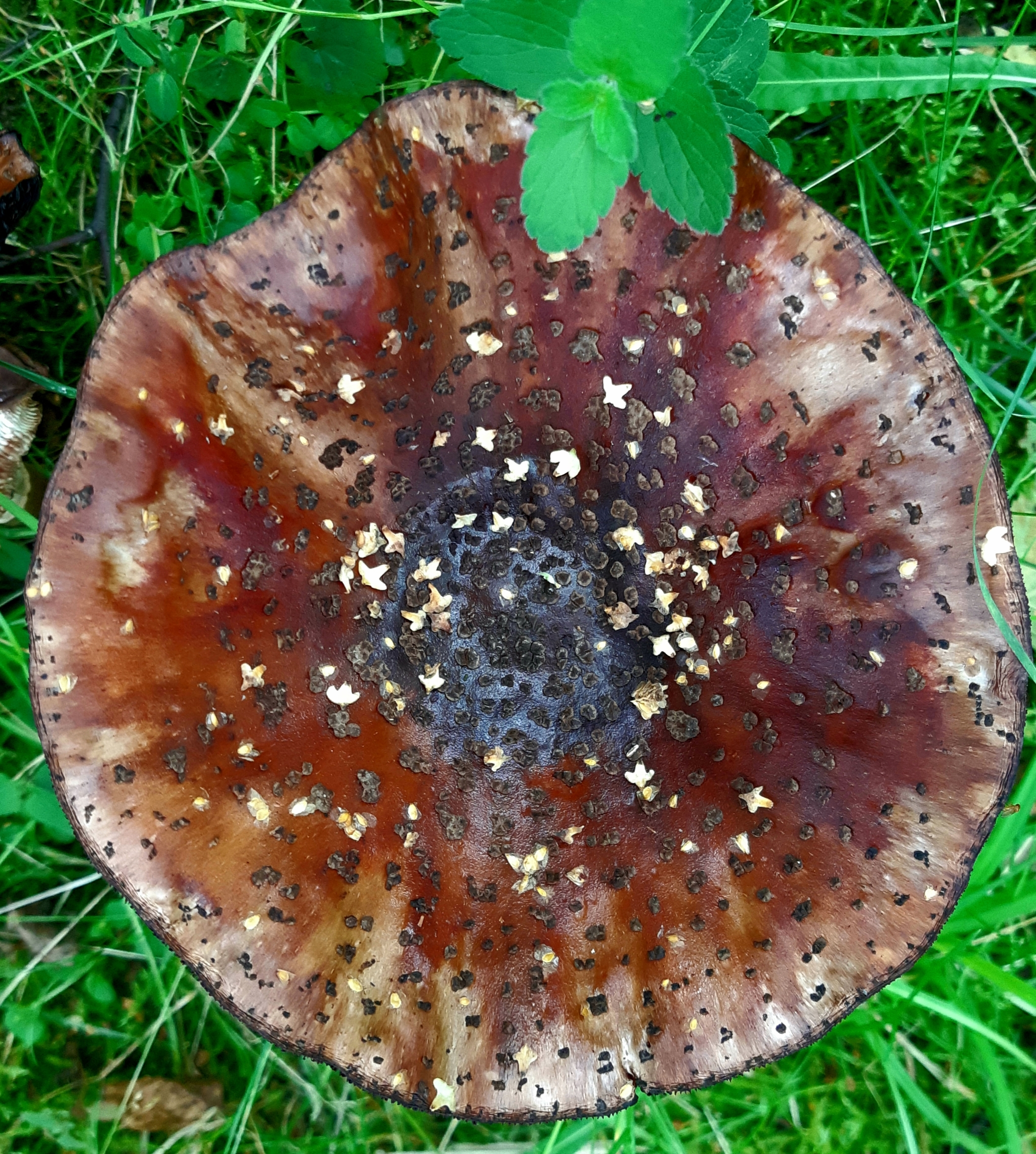 Galaxy of one mushroom - My, Mushrooms, Nature