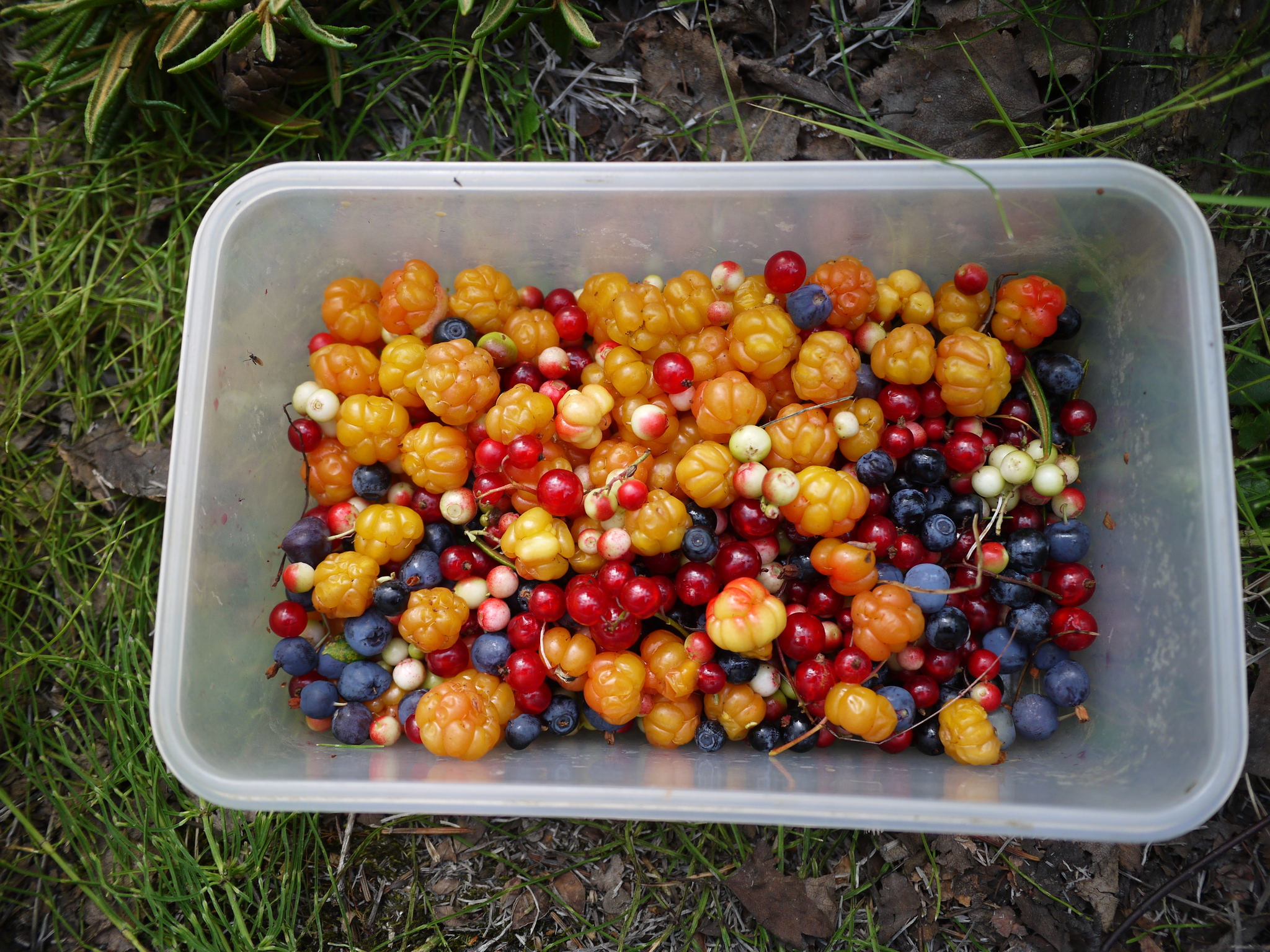 Gifts from the Tundra - My, Tundra, Berries, Cloudberry, Blueberry, Red Ribes, Cowberry