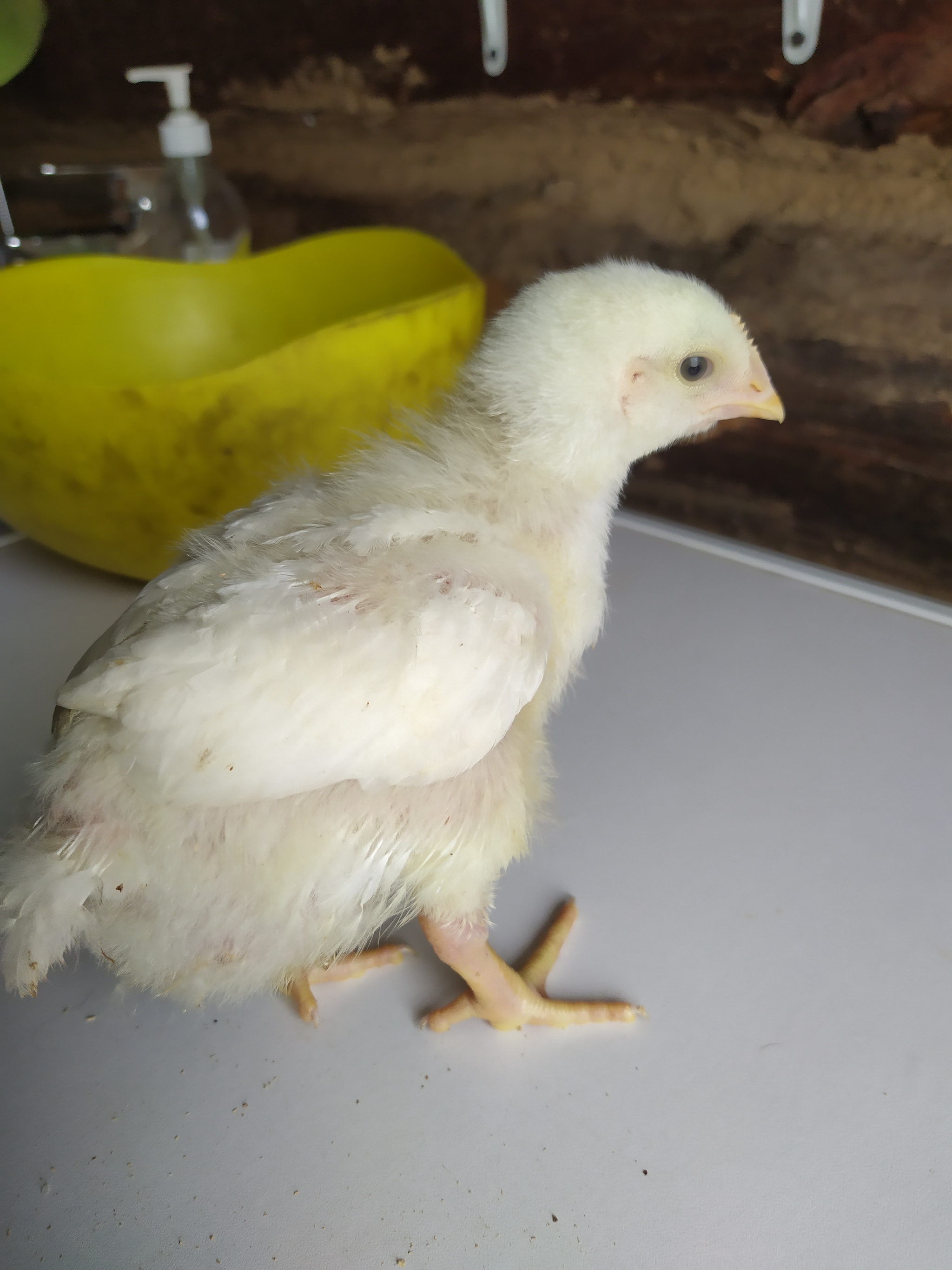 My first broilers - My, Village, Broilers, Chicken, Longpost