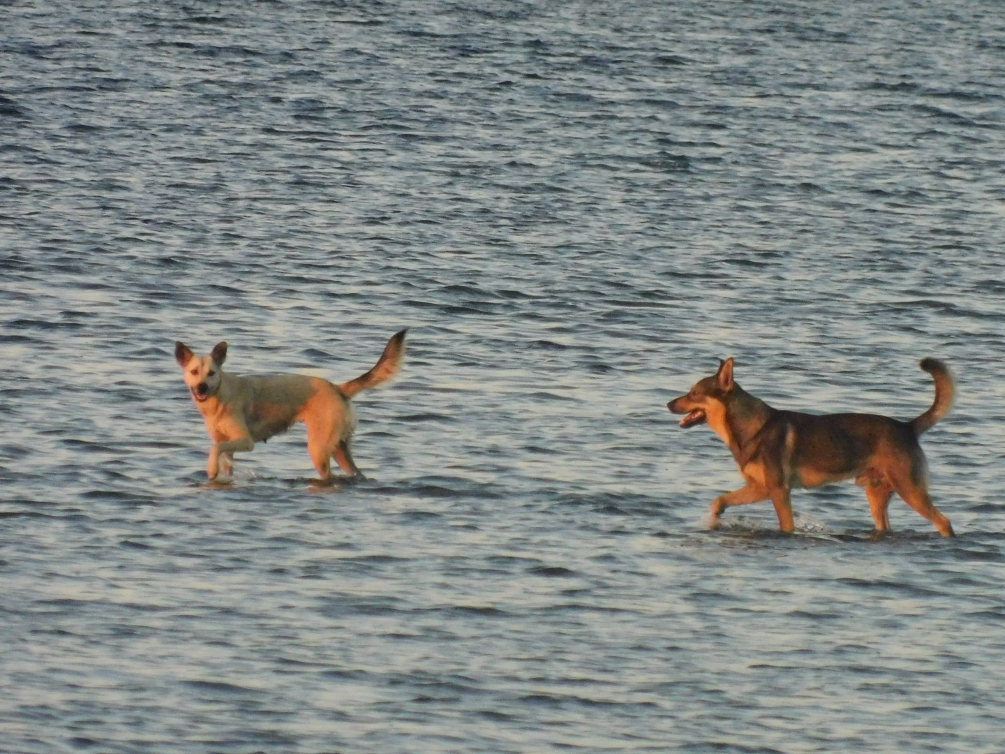 Dogs on the water (+bird) - My, Camera, Birds, Longpost, Dog