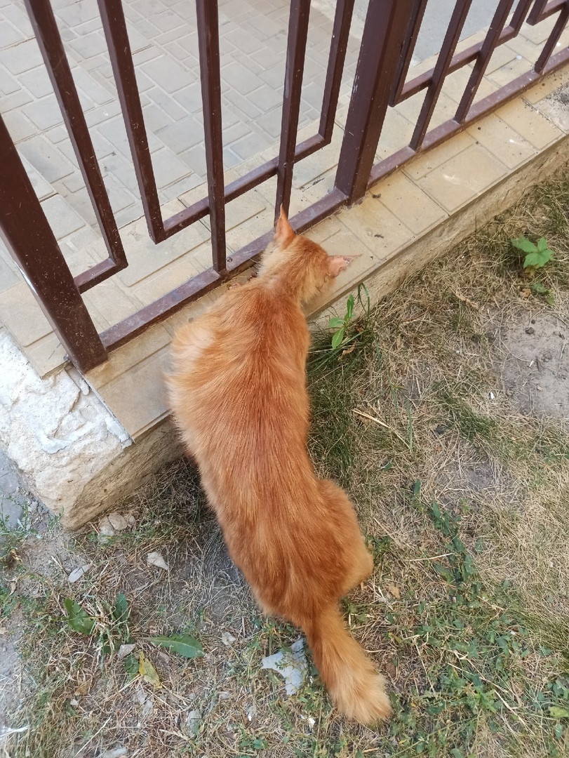 Voronezh and region! An abandoned cat is looking for a home! - cat, Voronezh, In good hands, Longpost, No rating