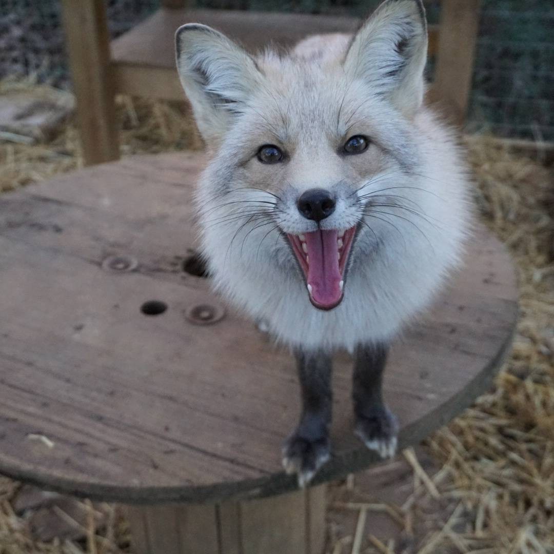 A small bit of happiness! - Fox, Animals, Pets, Domestic fox, The photo, Longpost