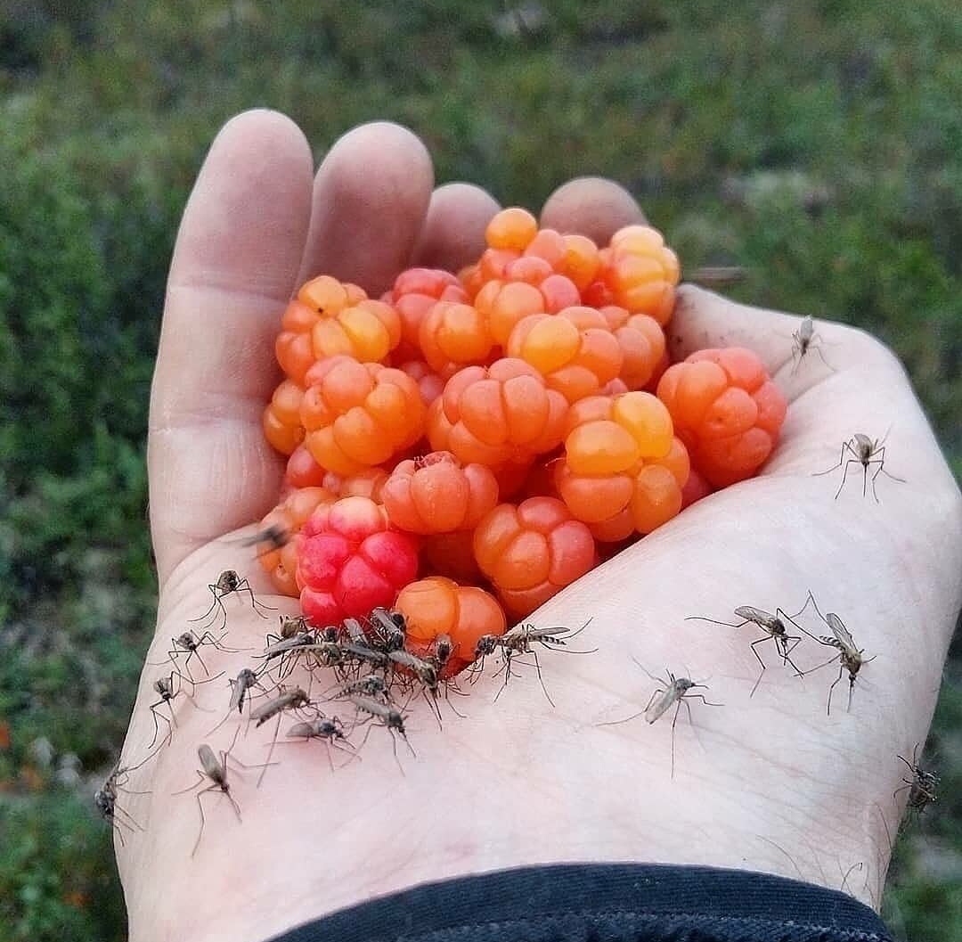 Summer in the tundra - Tundra, Cloudberry, Mosquitoes