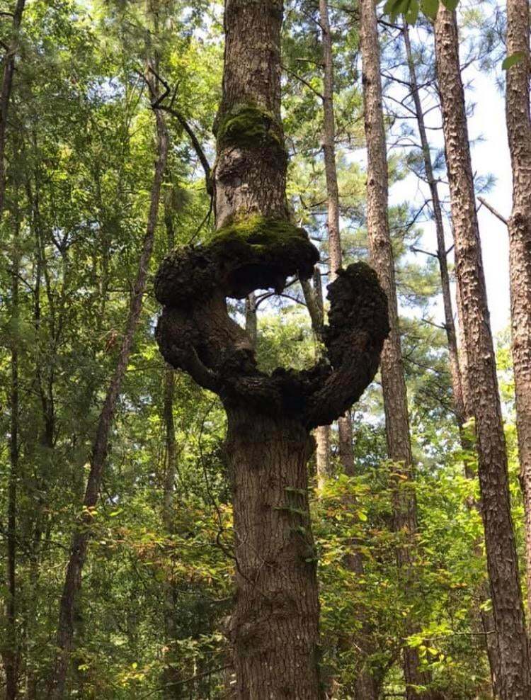 Сломан, но не сломлен - Дерево, Повреждения, Фотография, Ствол