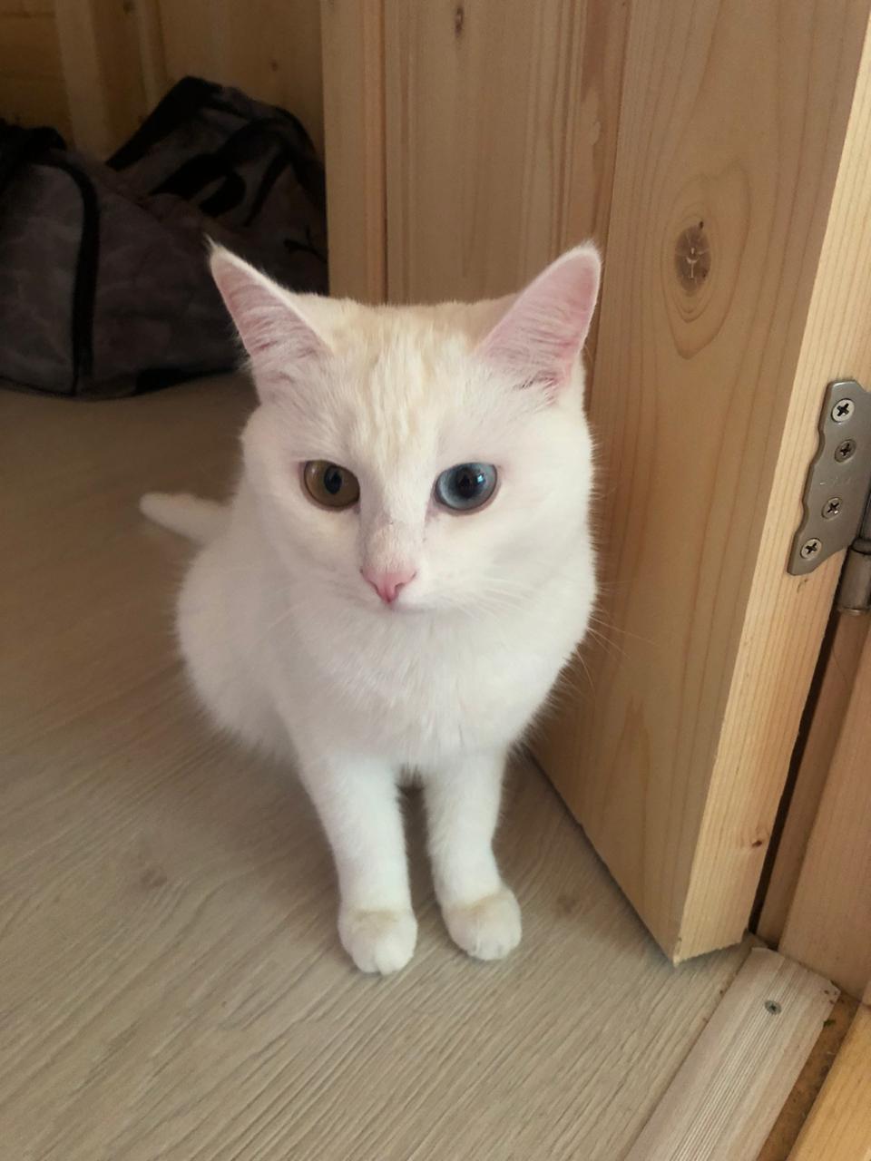 The white cat Krasnogorsk has disappeared - My, Lost cat, Krasnogorsk, Help, Found a cat, cat, No rating