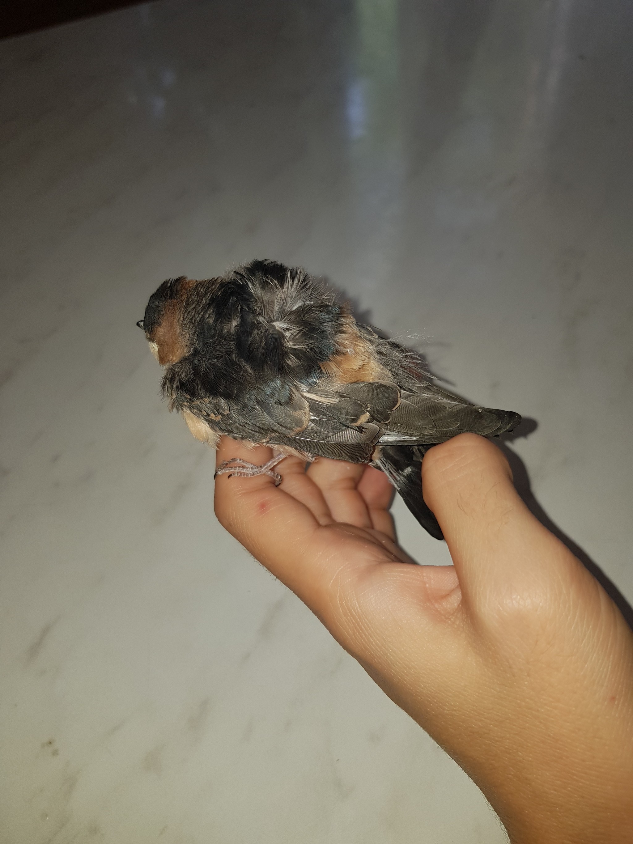 I found a chick. Help me understand what kind of bird it is, how to care for it, what to feed it. Thank you - What kind of bird?, Bird in the house, Longpost