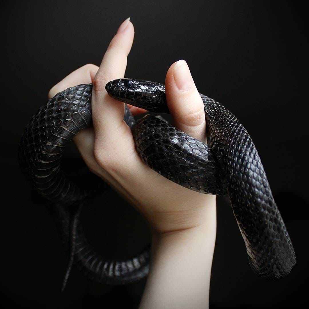 Black king snake - Snake, Black, Longpost