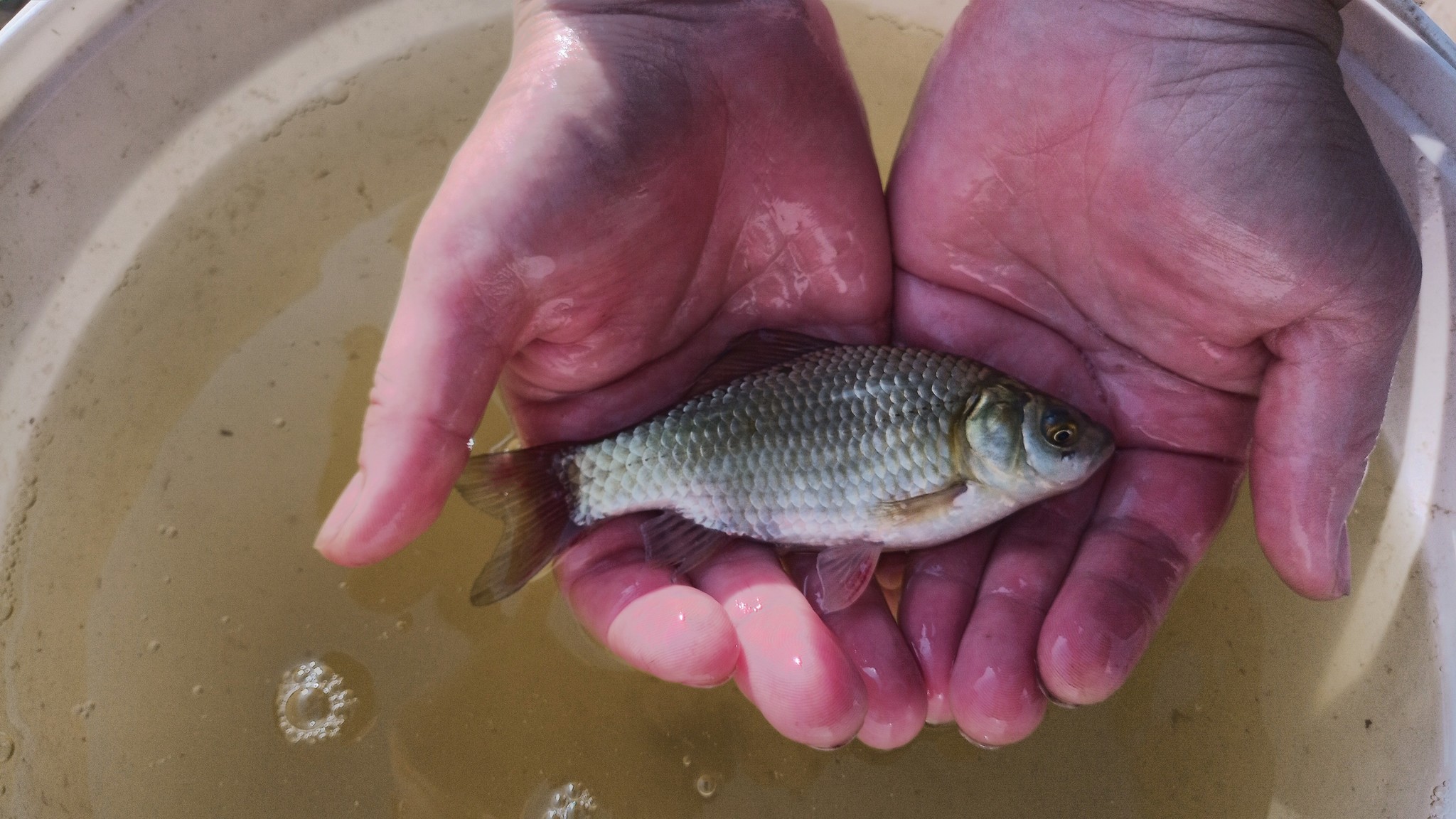 Stocking your pond with fish - My, My house, Pond, Stocking, Carp, Longpost