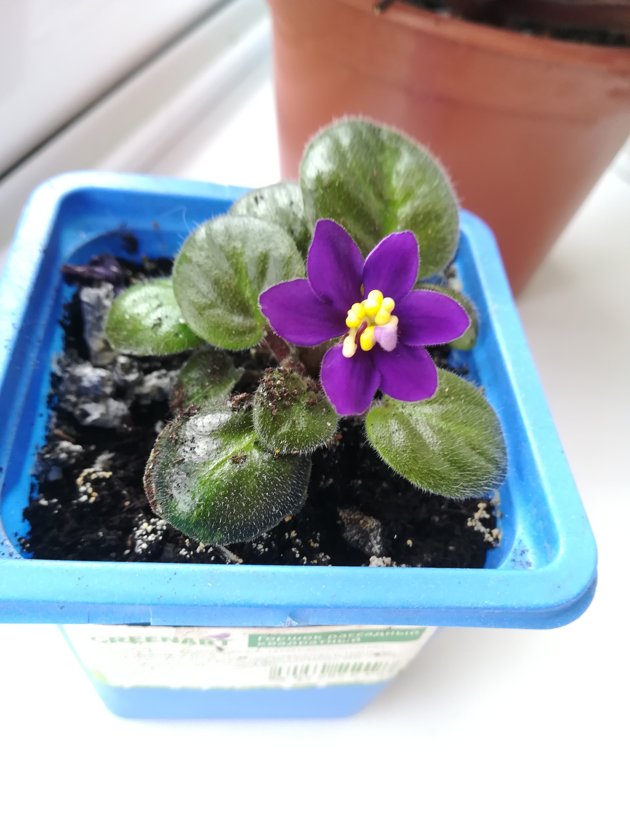 Explosive Violet - My, Violets, Houseplants, Flowers, Longpost