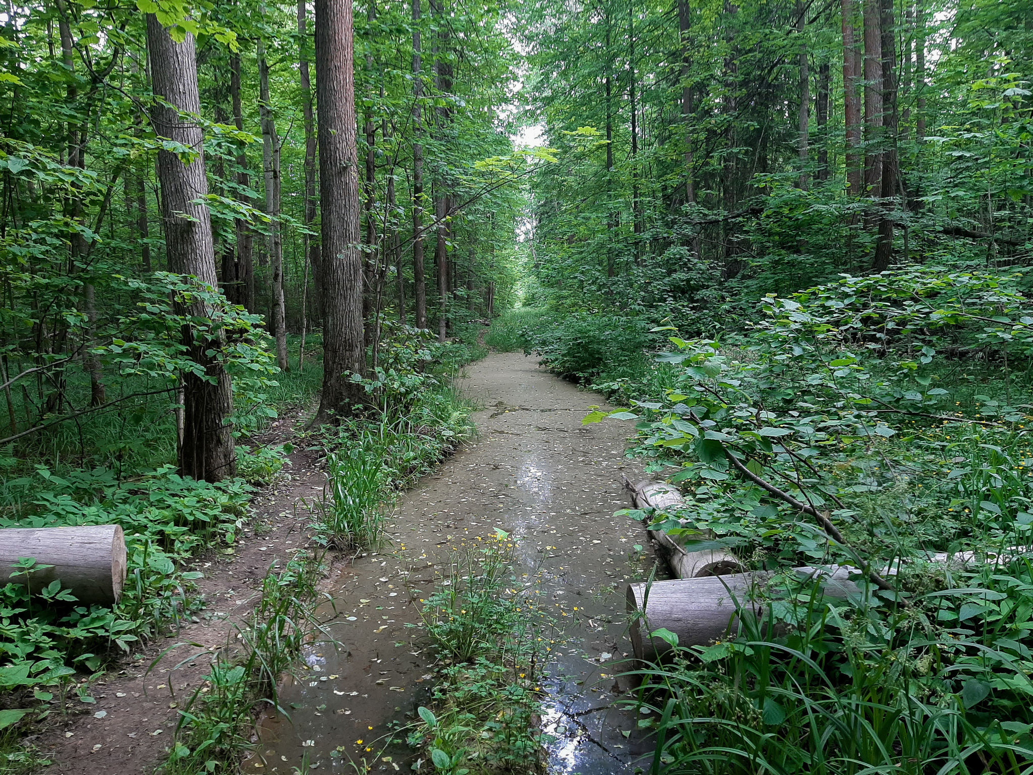 Forest paths - My, Hiking, Forest, Weekend travel, Travel across Russia, Lake, Leisure, Camping, Longpost