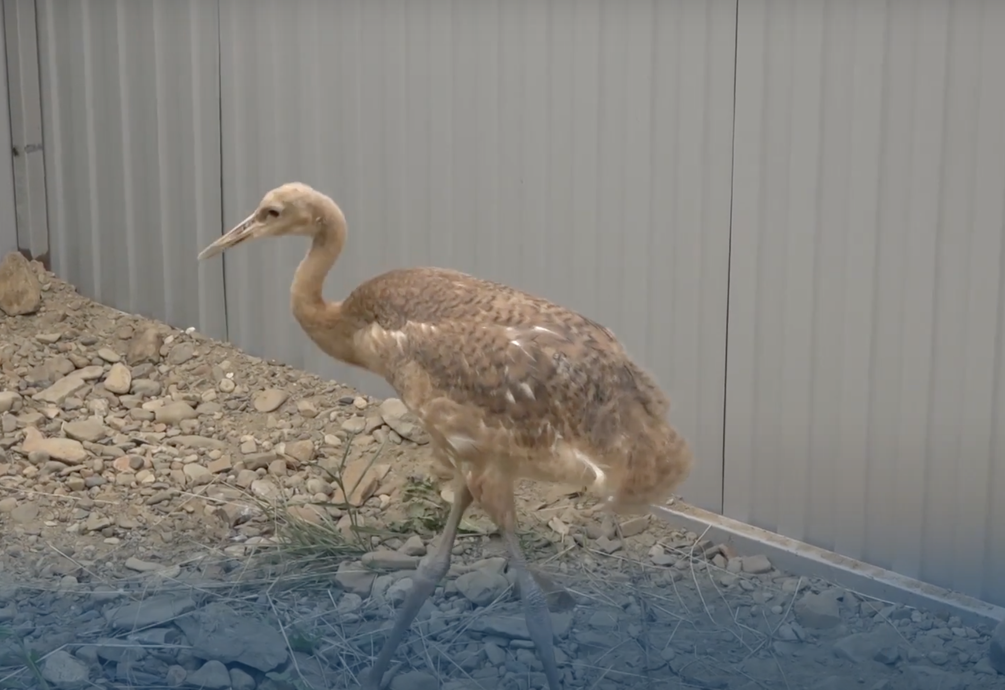 Red-crowned crane chick (video) - My, Nature, Ecology, Animals, Cranes, Video