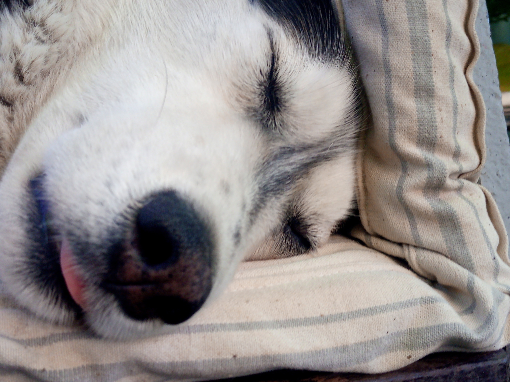 Asya is sleeping, she is tired))) - My, Dream, Dog, Husky, The photo, Muzzle, Close-up