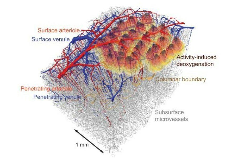 Neuroscience for Dummies: Scale of Complexity - My, Brain, Нейронные сети, Informative, Longpost