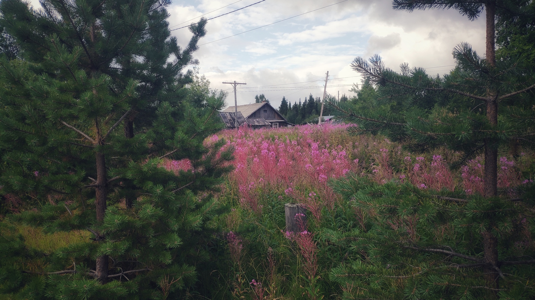 Blooming Sally. A sign of northern summer - My, Blooming Sally, Nature, Murmansk, Arctic