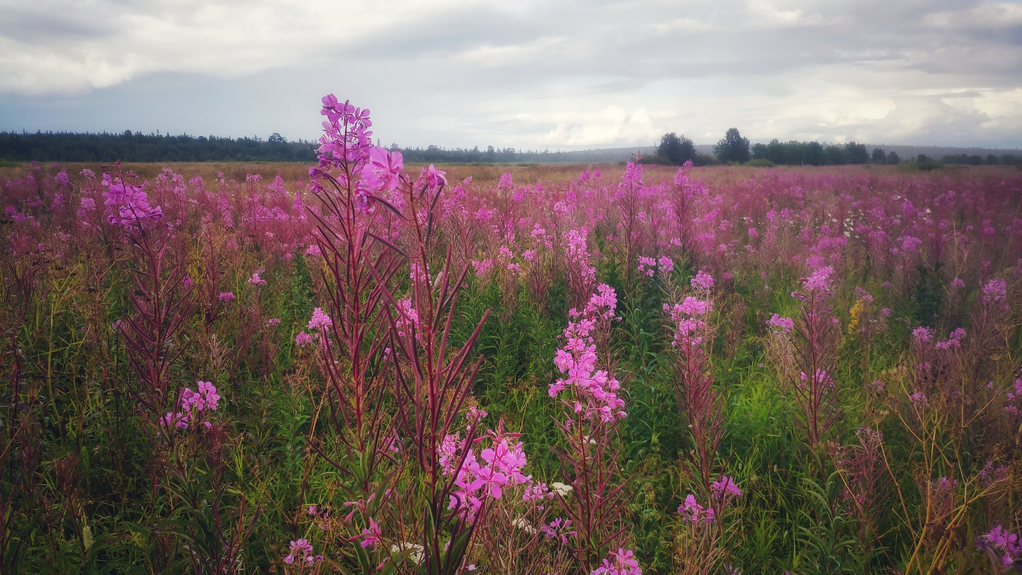 Blooming Sally. A sign of northern summer - My, Blooming Sally, Nature, Murmansk, Arctic