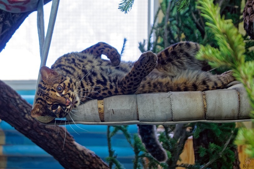 All for convenience) - Hammock, Convenience, Animals, Zoo, Novosibirsk, Longpost, Novosibirsk Zoo, The photo