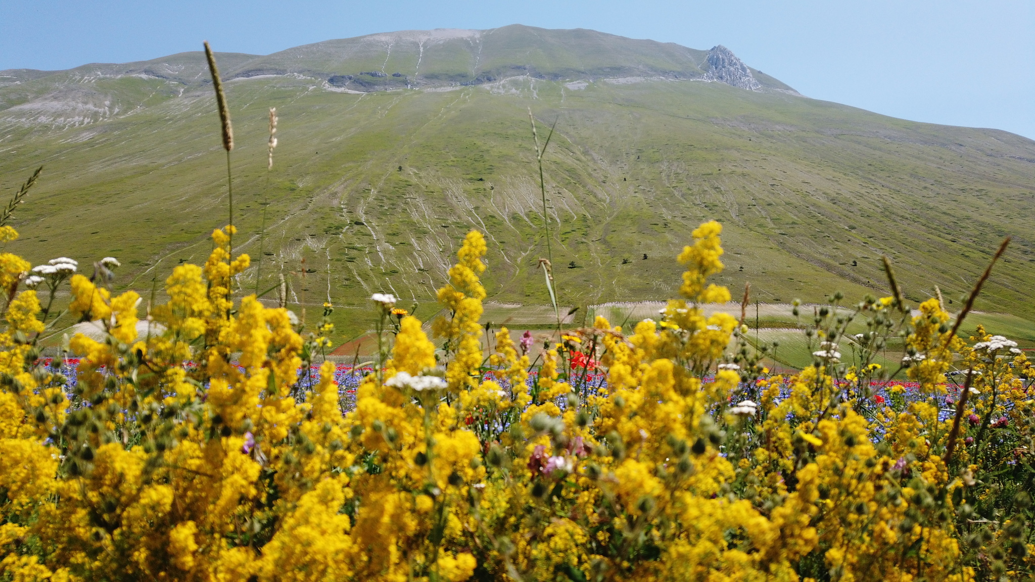 Fioritura Castelluccio: an incredible event in the center of Italy - My, Travels, Italy, Flowers, Wildflowers, The mountains, Umbria, The photo, Landscape, Video, Longpost