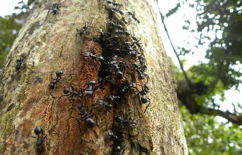 Turtle Ants: There is a plug in every barrel. The swarm that tanks with its heads - Ants, Turtle, Carapace, Animals, Yandex Zen, Longpost