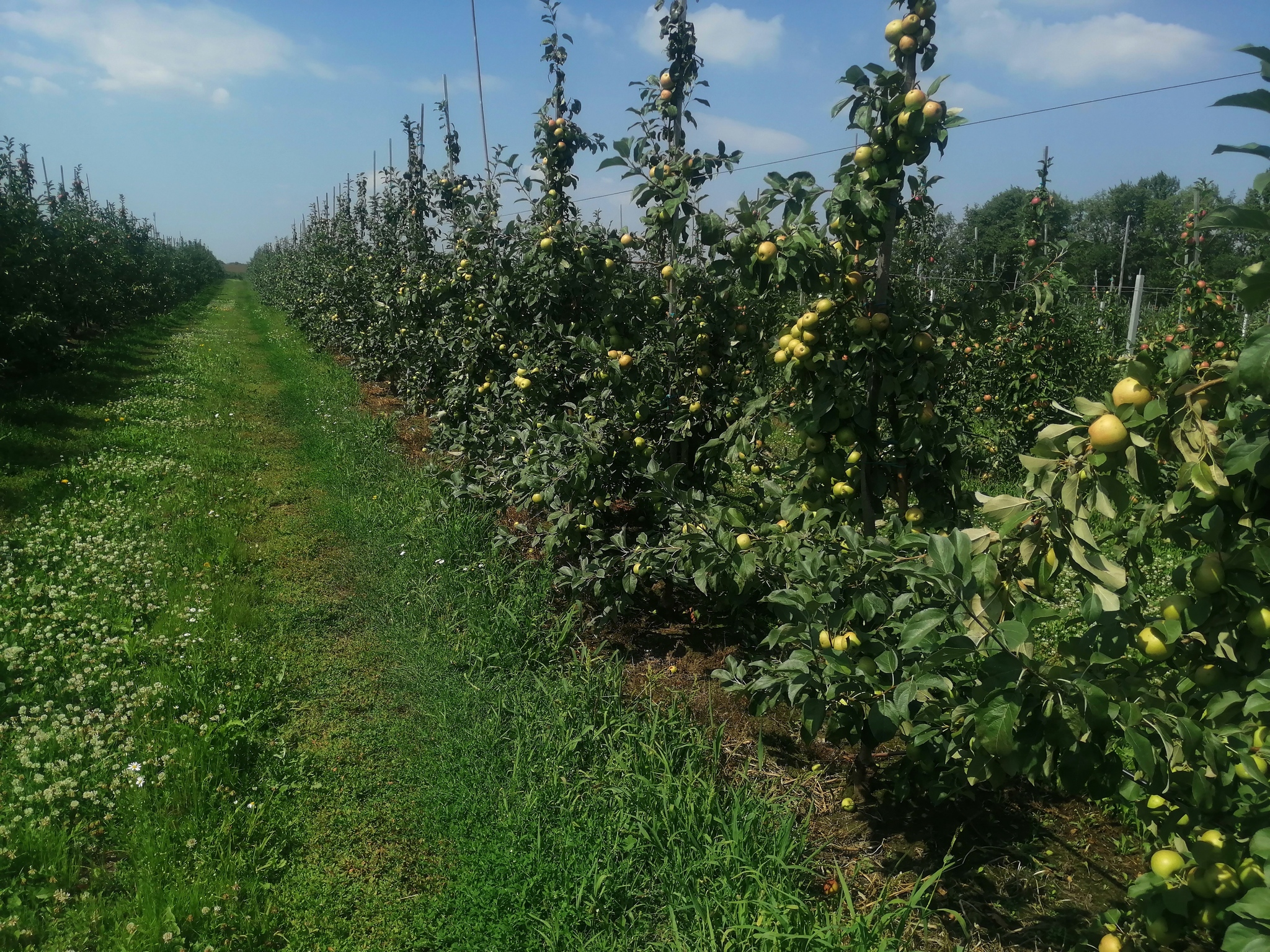 Orchards, apples, photos - Сельское хозяйство, Progressive crop production, Garden, Apple tree, Apples, Saplings, Longpost