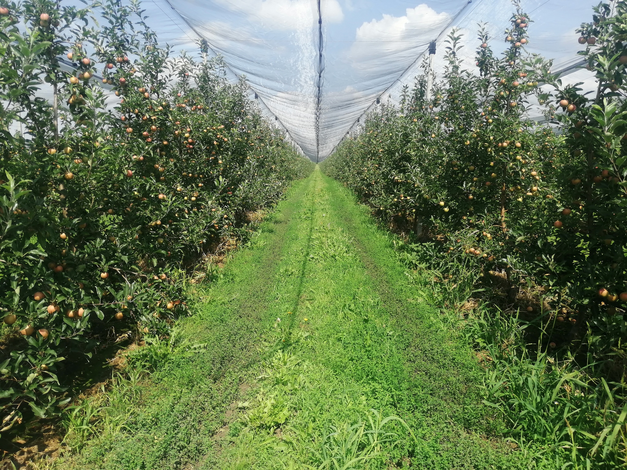 Orchards, apples, photos - Сельское хозяйство, Progressive crop production, Garden, Apple tree, Apples, Saplings, Longpost