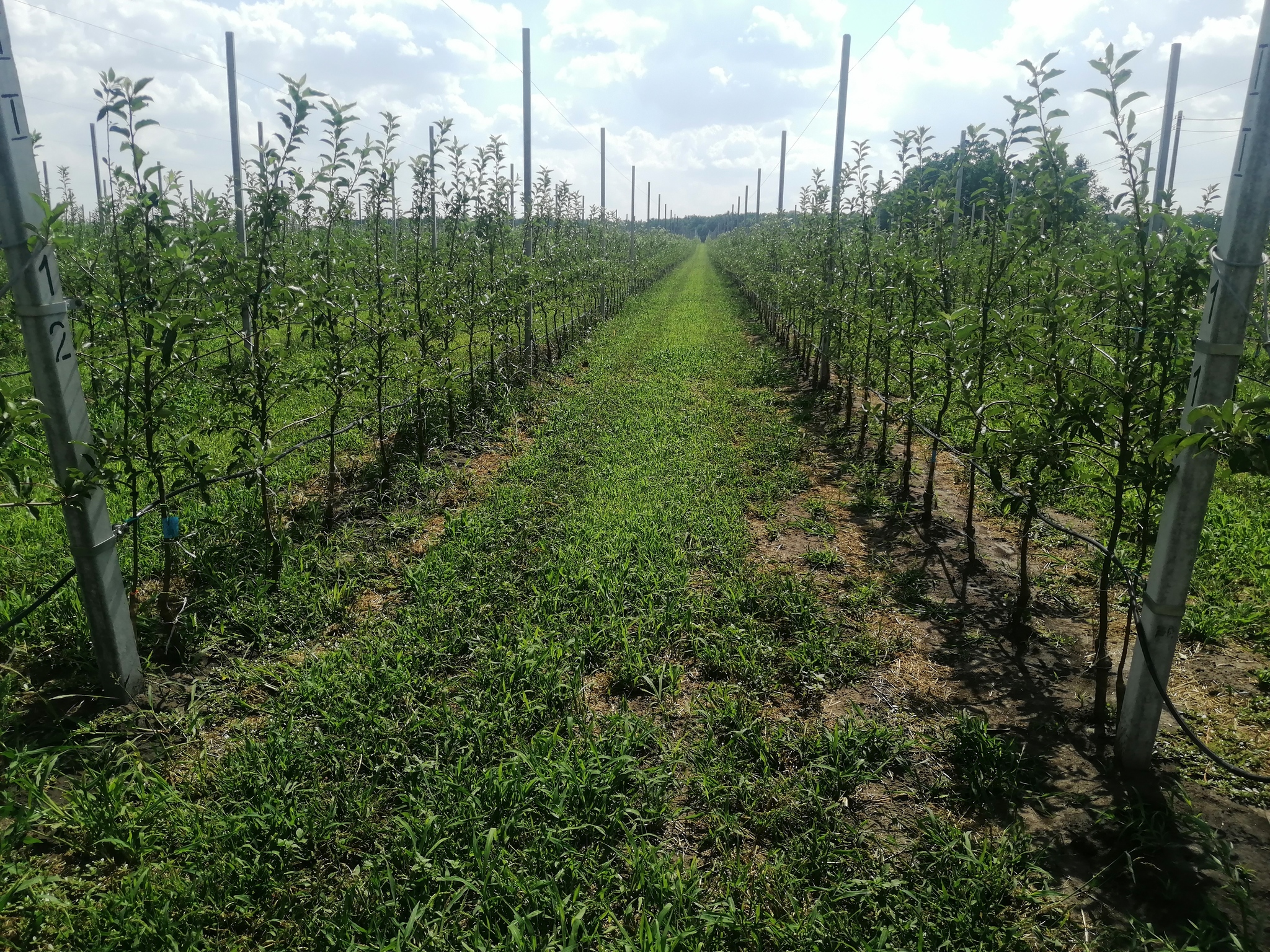 Orchards, apples, photos - Сельское хозяйство, Progressive crop production, Garden, Apple tree, Apples, Saplings, Longpost