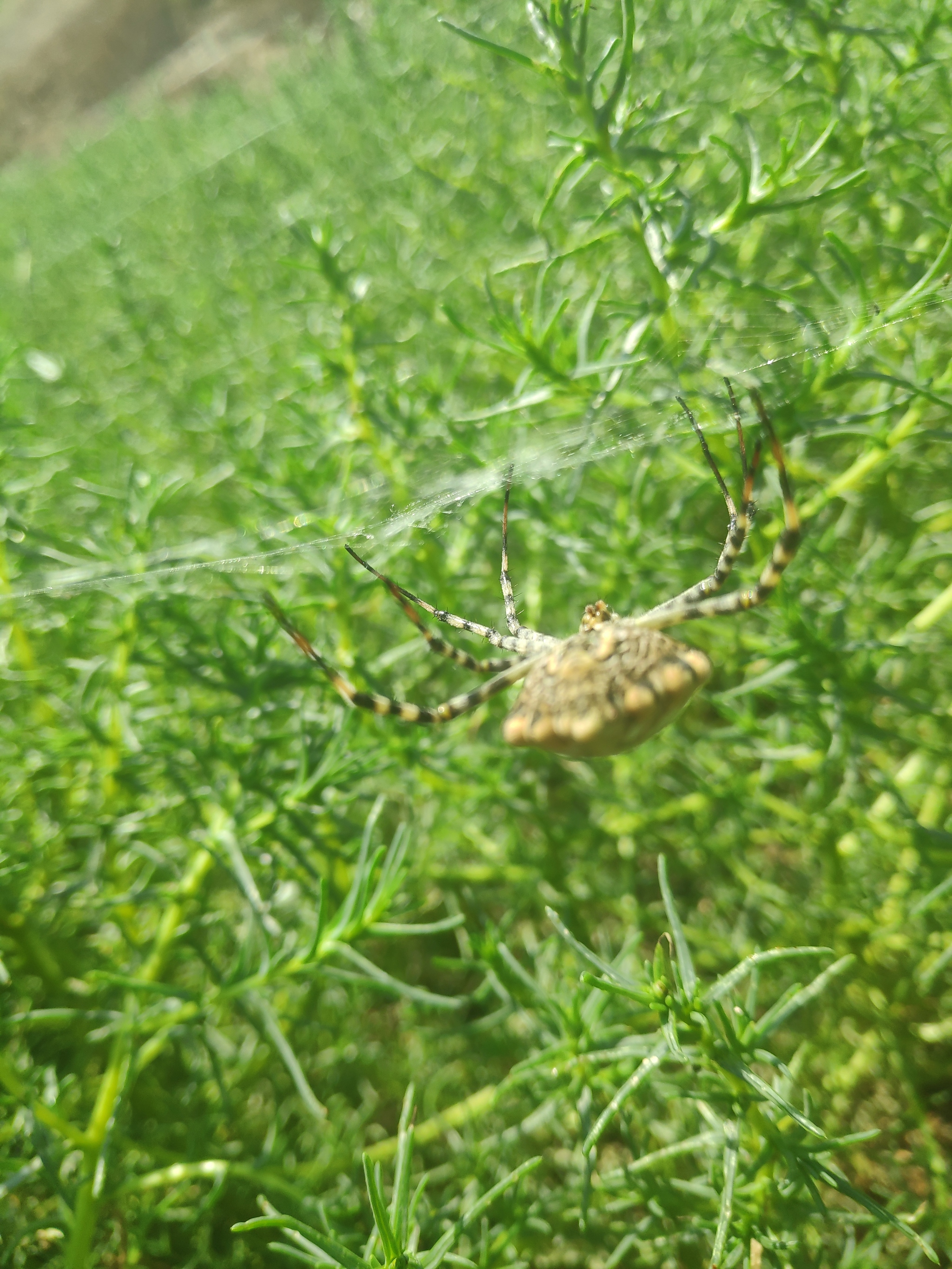 Spider and his lunch - My, Spider, Dinner, Longpost