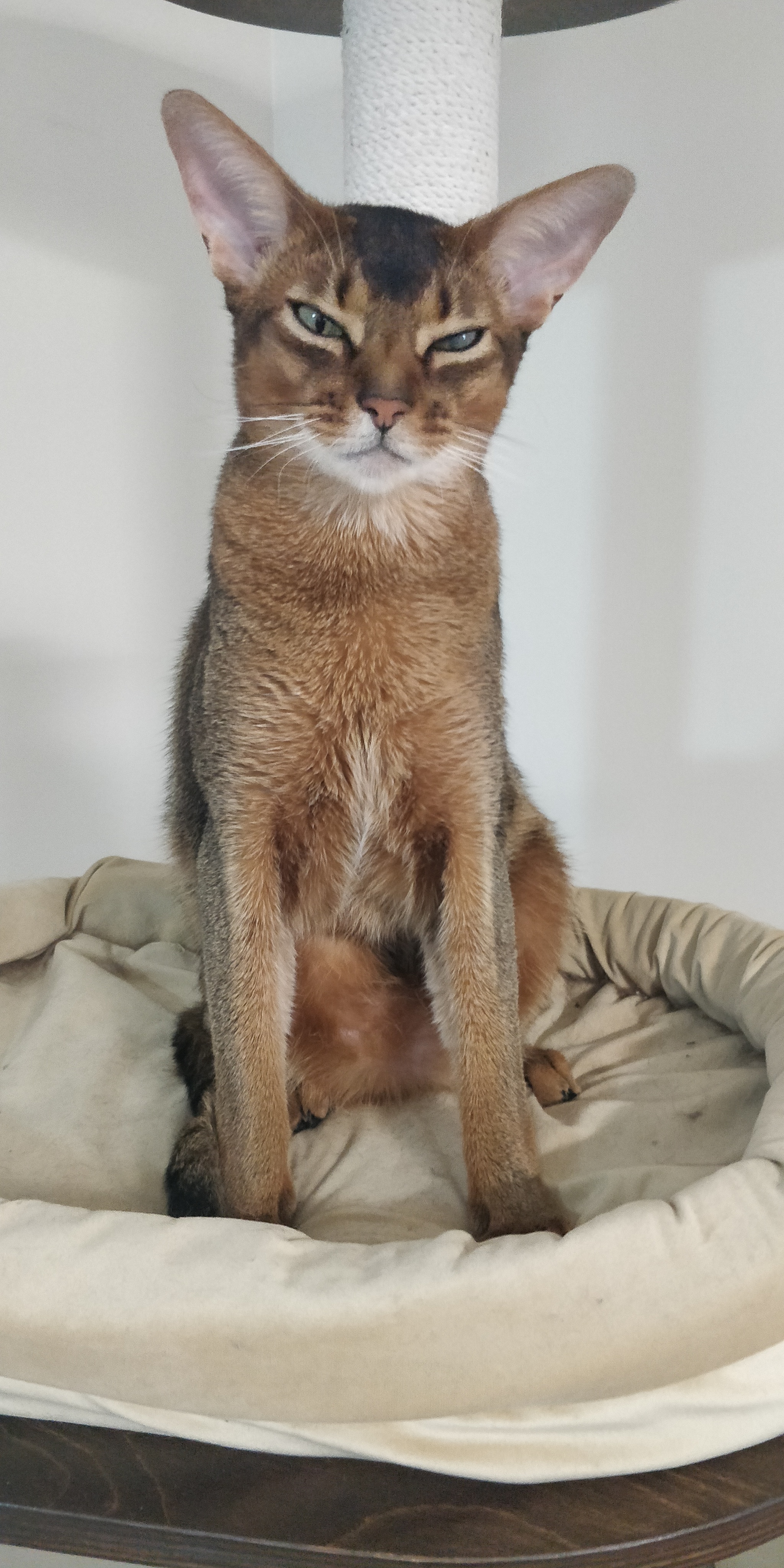 Hello bro) - My, Abyssinian cat, cat, Longpost