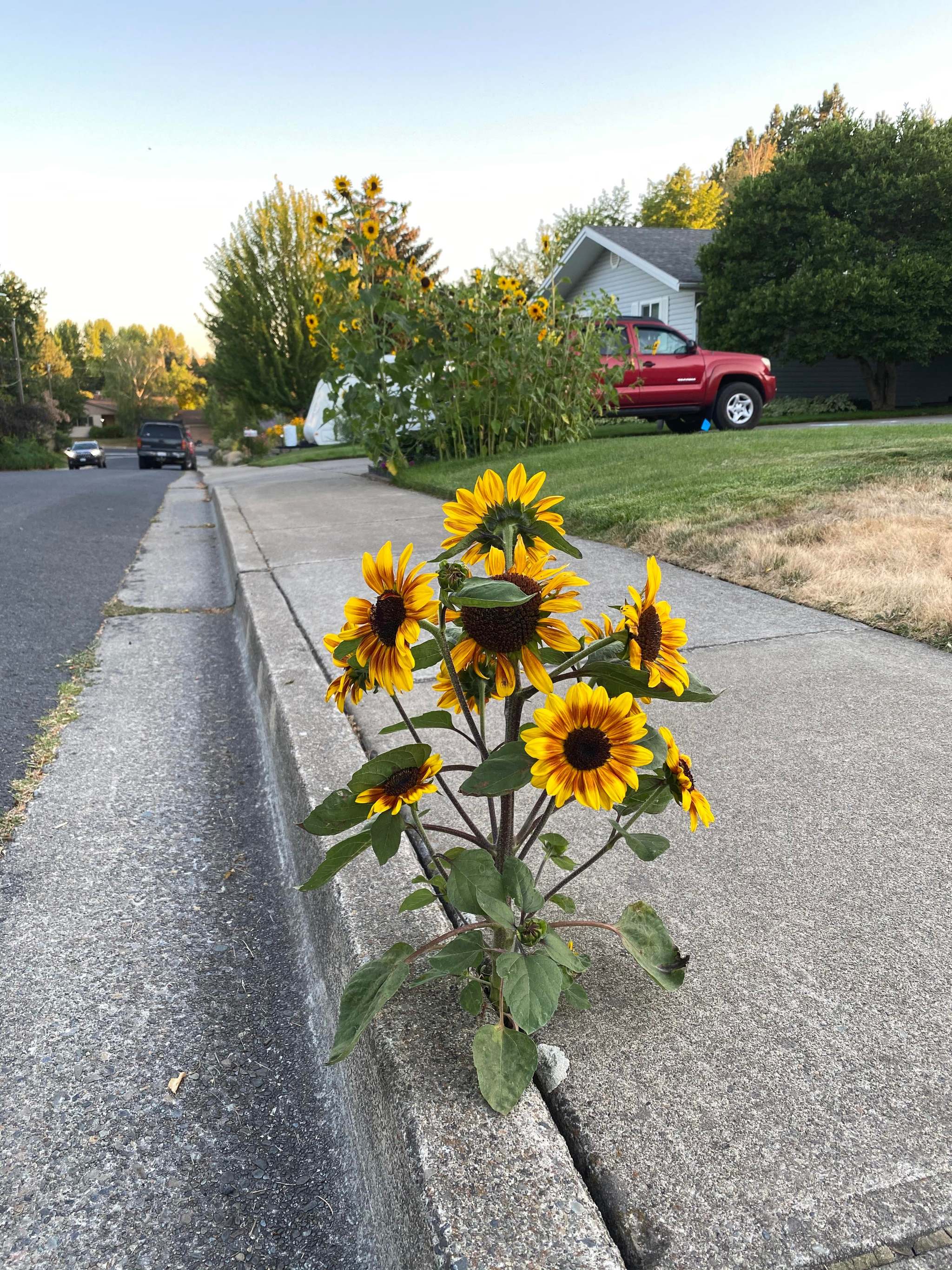 The seed was ruined - Plants, Sunflower, Road, Slit