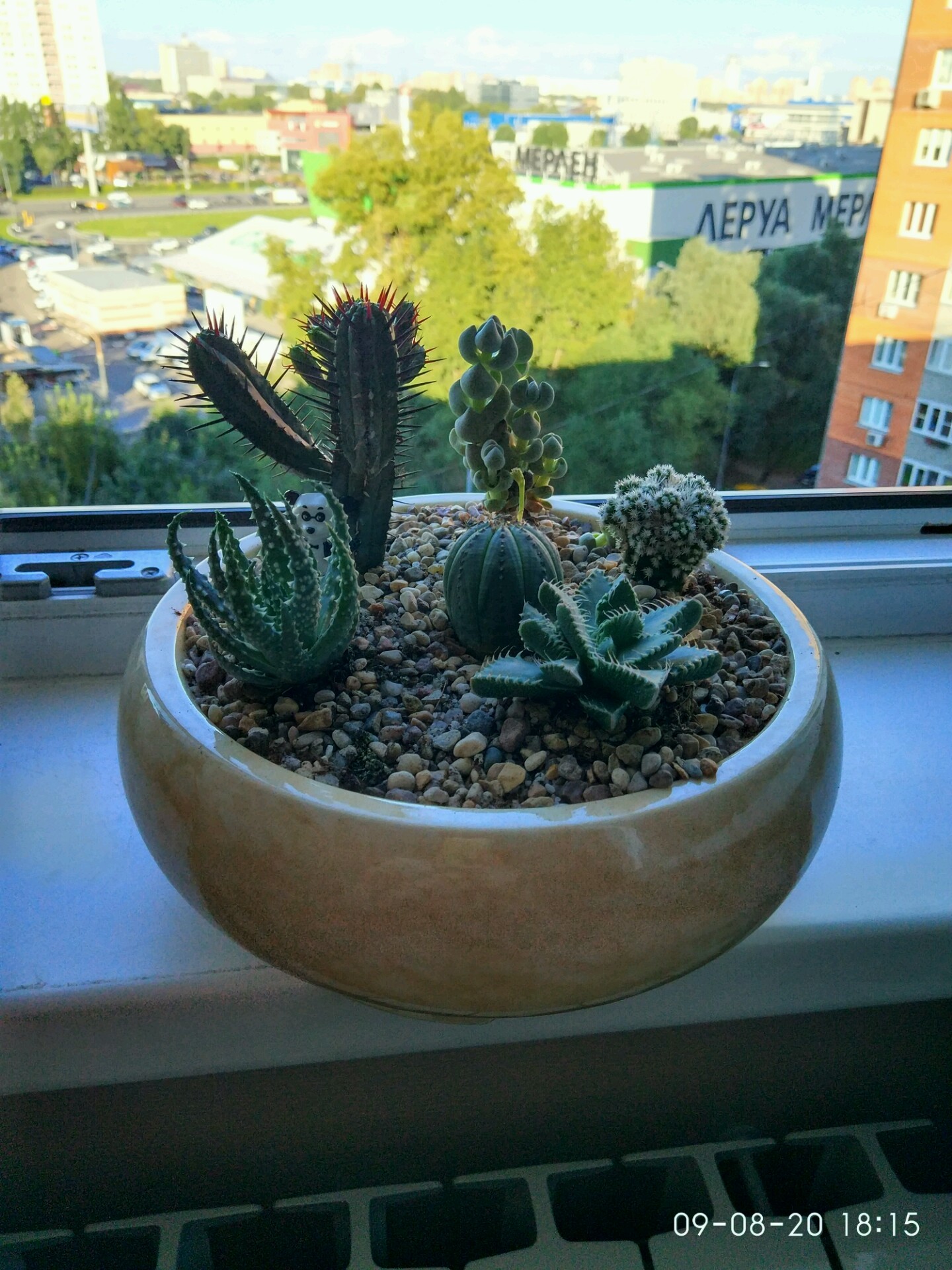 My hobby after work (Succulents) - My, Plants, Handmade, crazy hands, Hobby, Longpost, Succulents