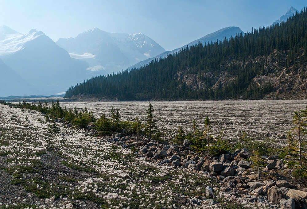 One of the most beautiful roads in the world - Icefields Parkway, Alberta, Canada - My, Canada, Alberta, Road, Travels, Wild animals, Lake, The mountains, Rocky Mountains, Longpost