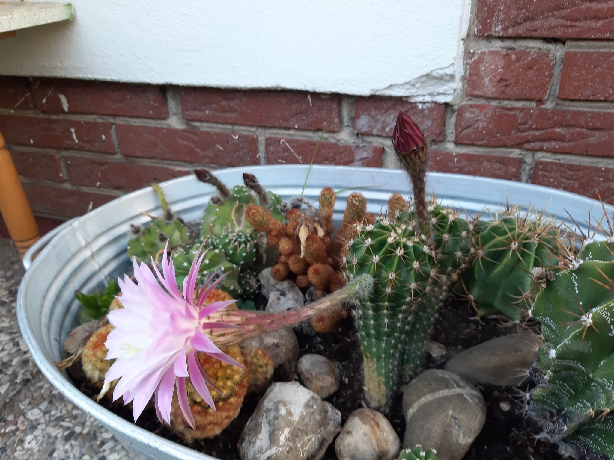 cacti - My, Blooming cacti, Exotic plants, Houseplants, Longpost, Cactus