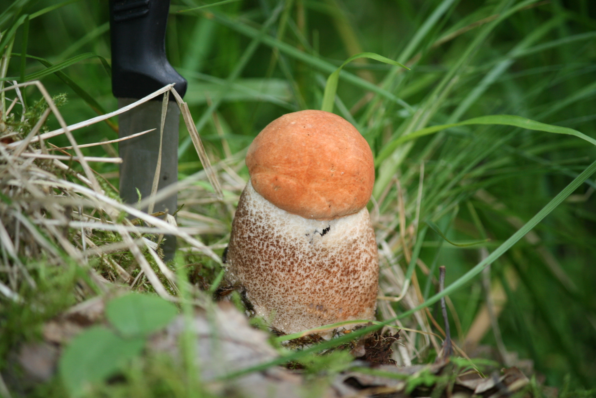 Vasily Ivanovich! Whites in the forest! - My, Leningrad region, Forest, Silent hunt, Mushrooms, Longpost