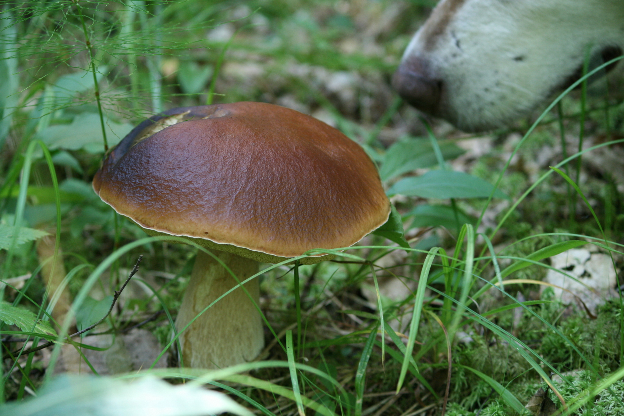 Vasily Ivanovich! Whites in the forest! - My, Leningrad region, Forest, Silent hunt, Mushrooms, Longpost