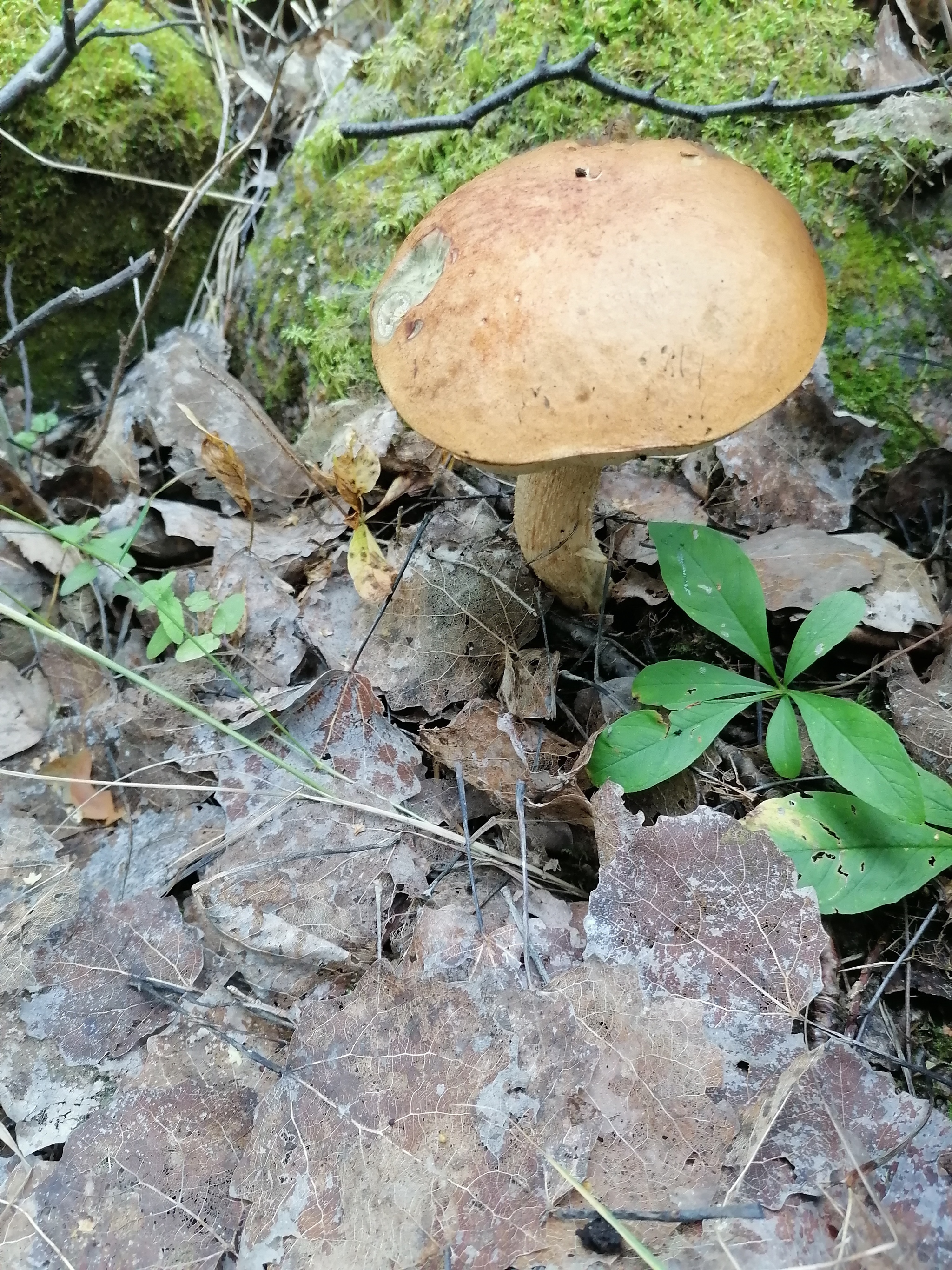 Lake Vuoksa - My, Leningrad region, Lake Vuoksi, Mushrooms, Longpost, The photo