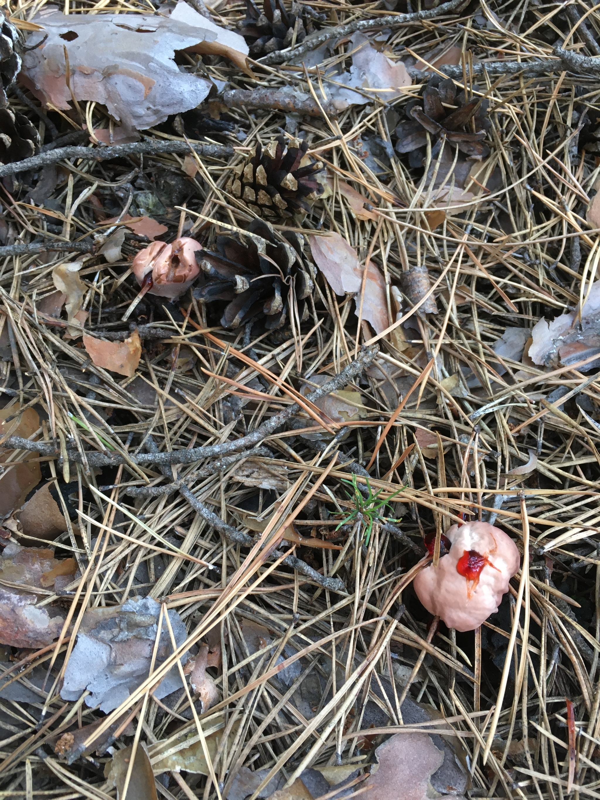 What kind of mushroom? - My, Mushrooms, Karakan forest, Novosibirsk, Longpost