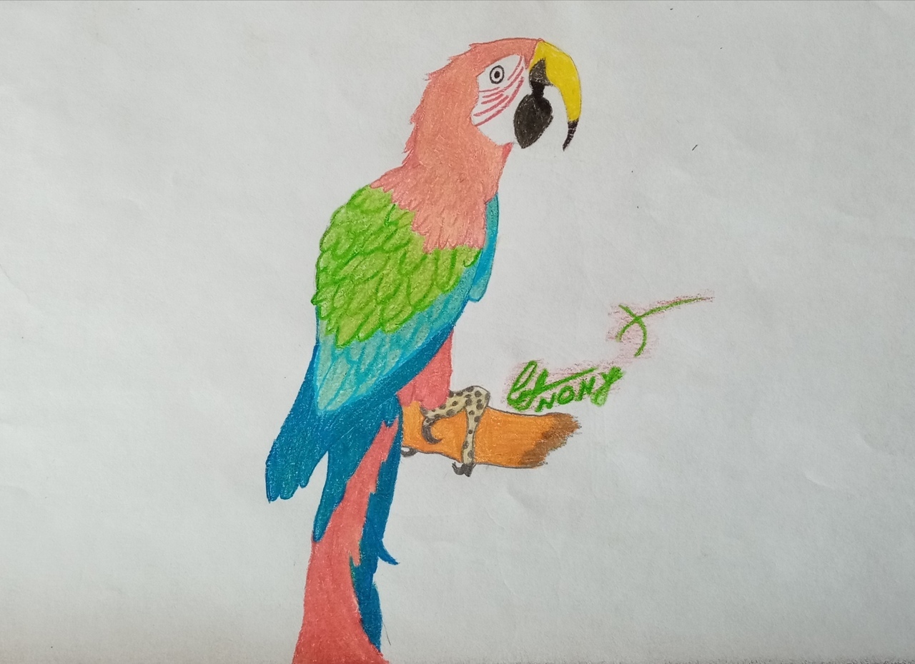 I love to draw, but I don't know how. Irony of personality - My, Drawing, Longpost, Creatures, A parrot, Not an artist